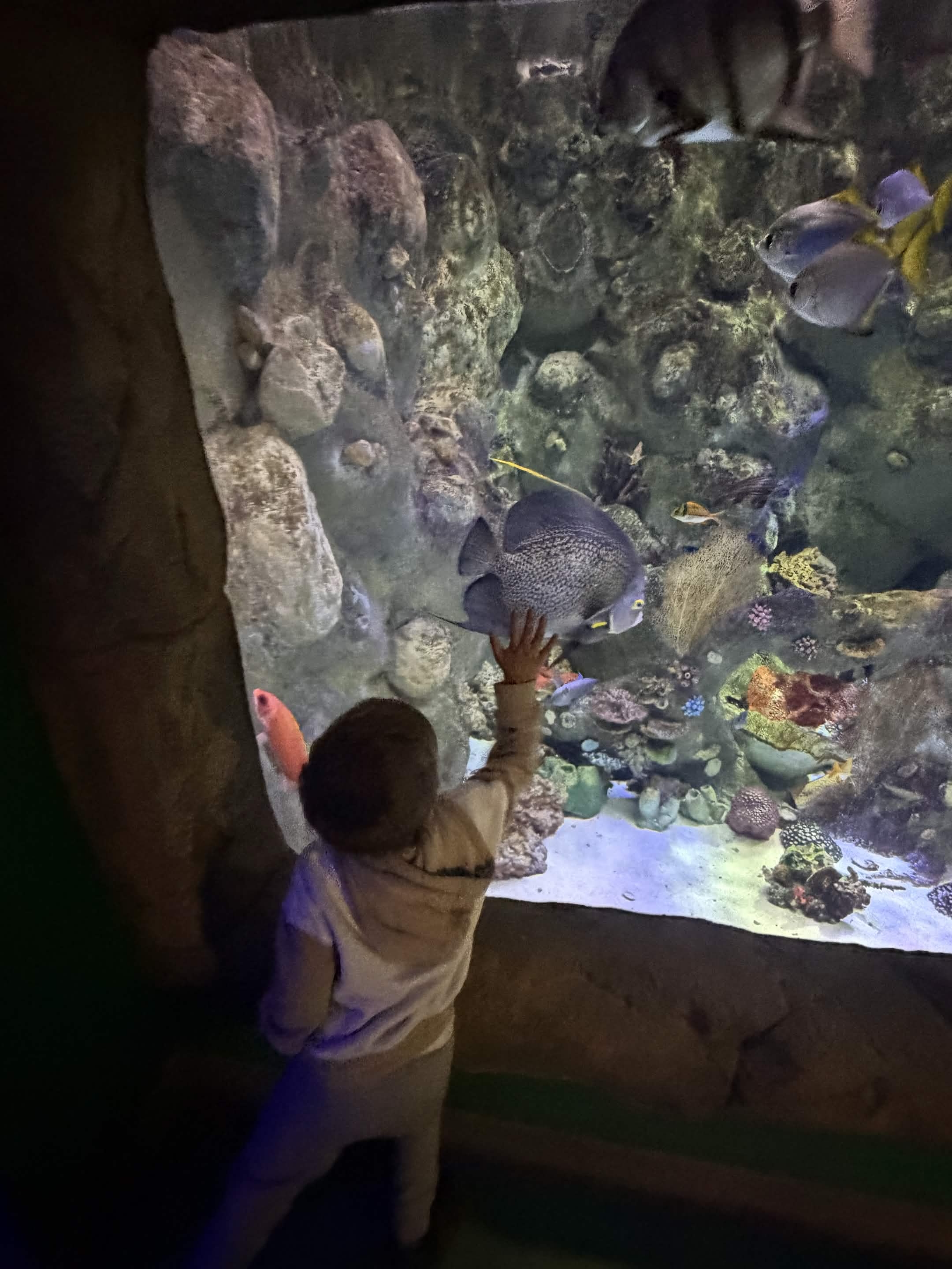 VIA Aquarium photo