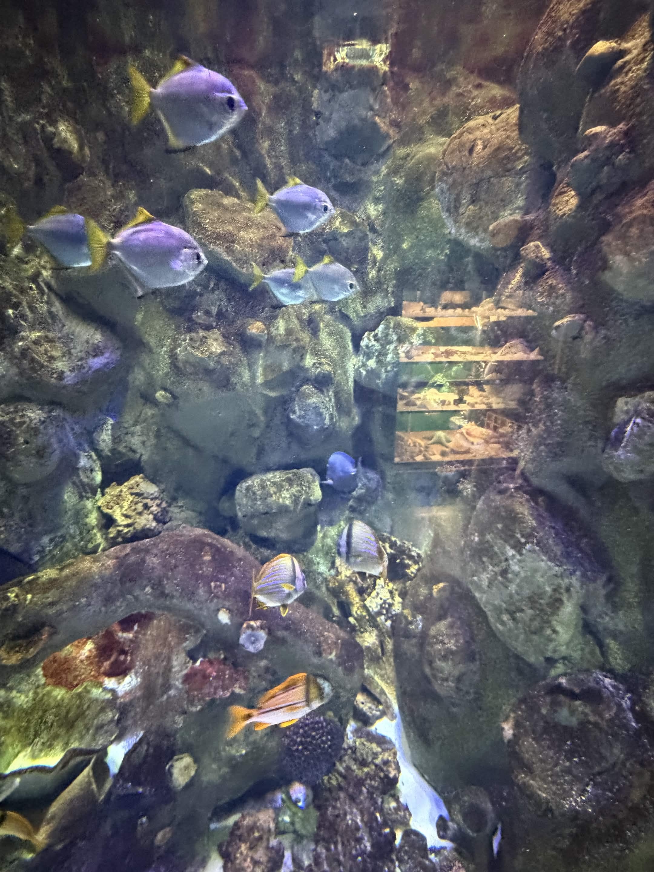 VIA Aquarium photo