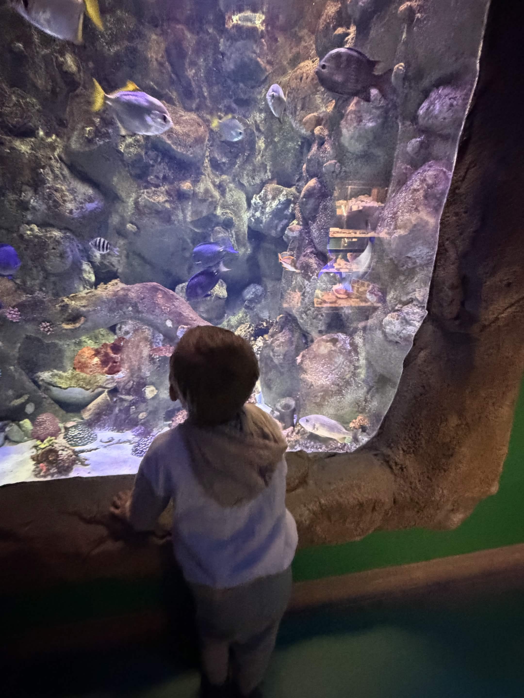 VIA Aquarium photo