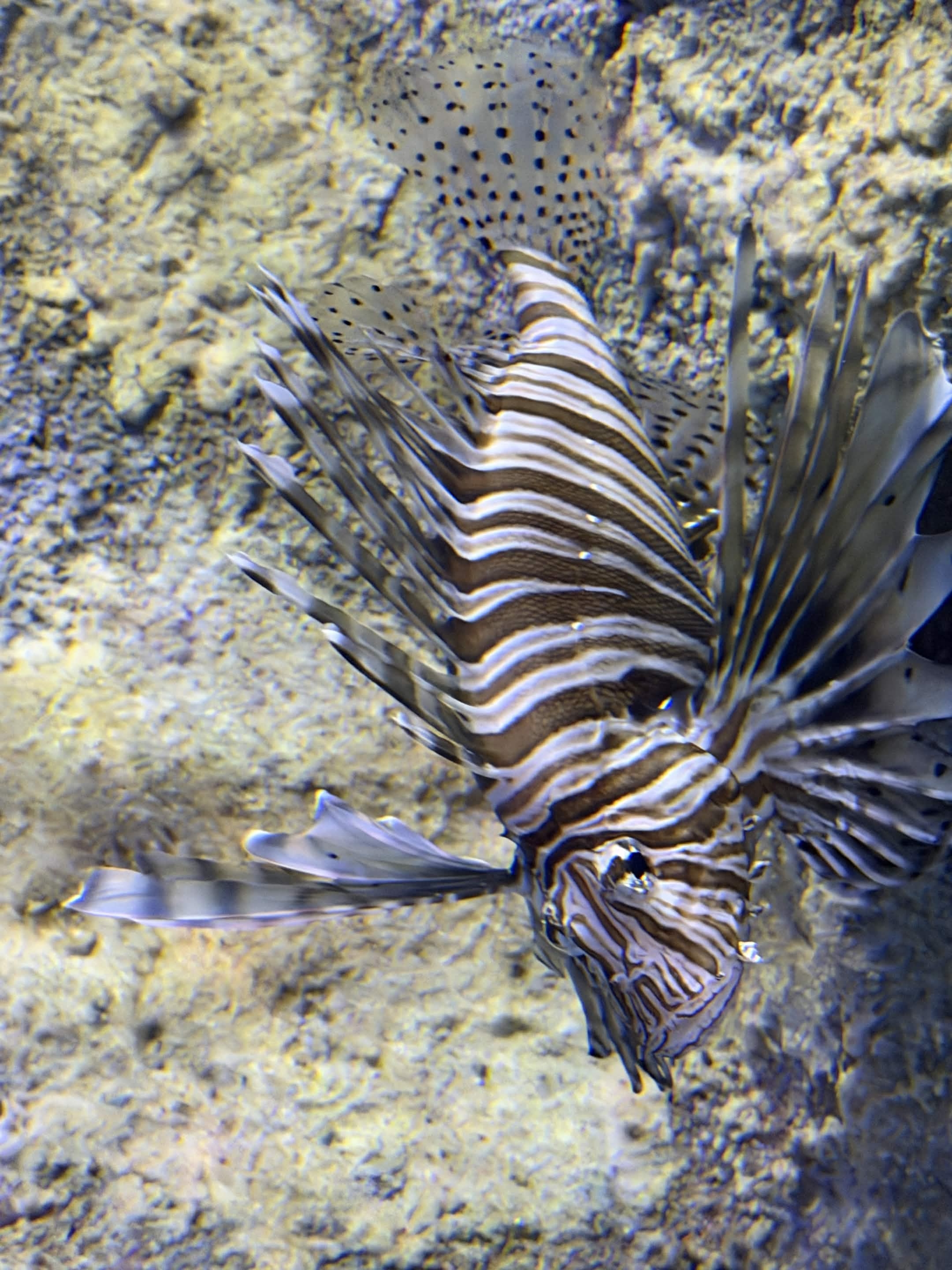 VIA Aquarium photo