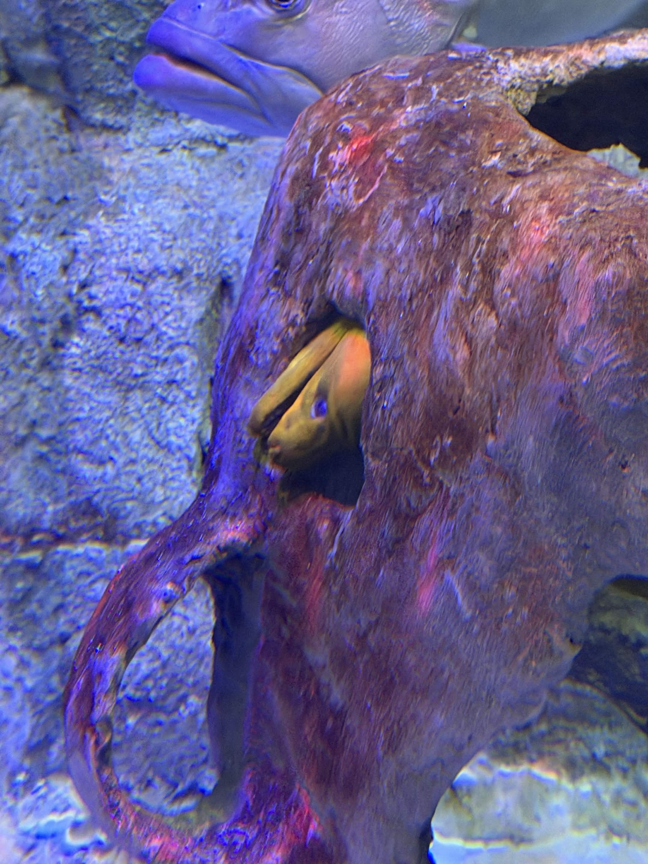 VIA Aquarium photo