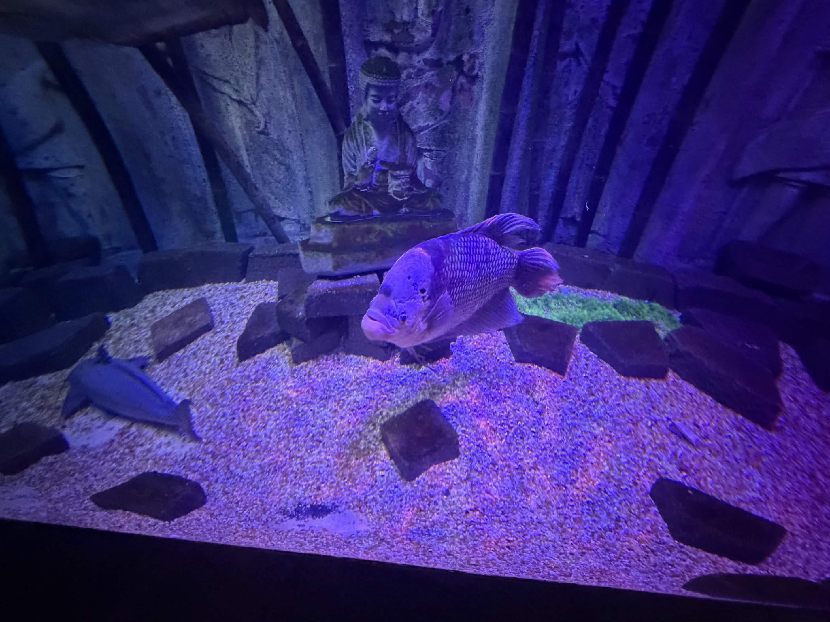VIA Aquarium photo