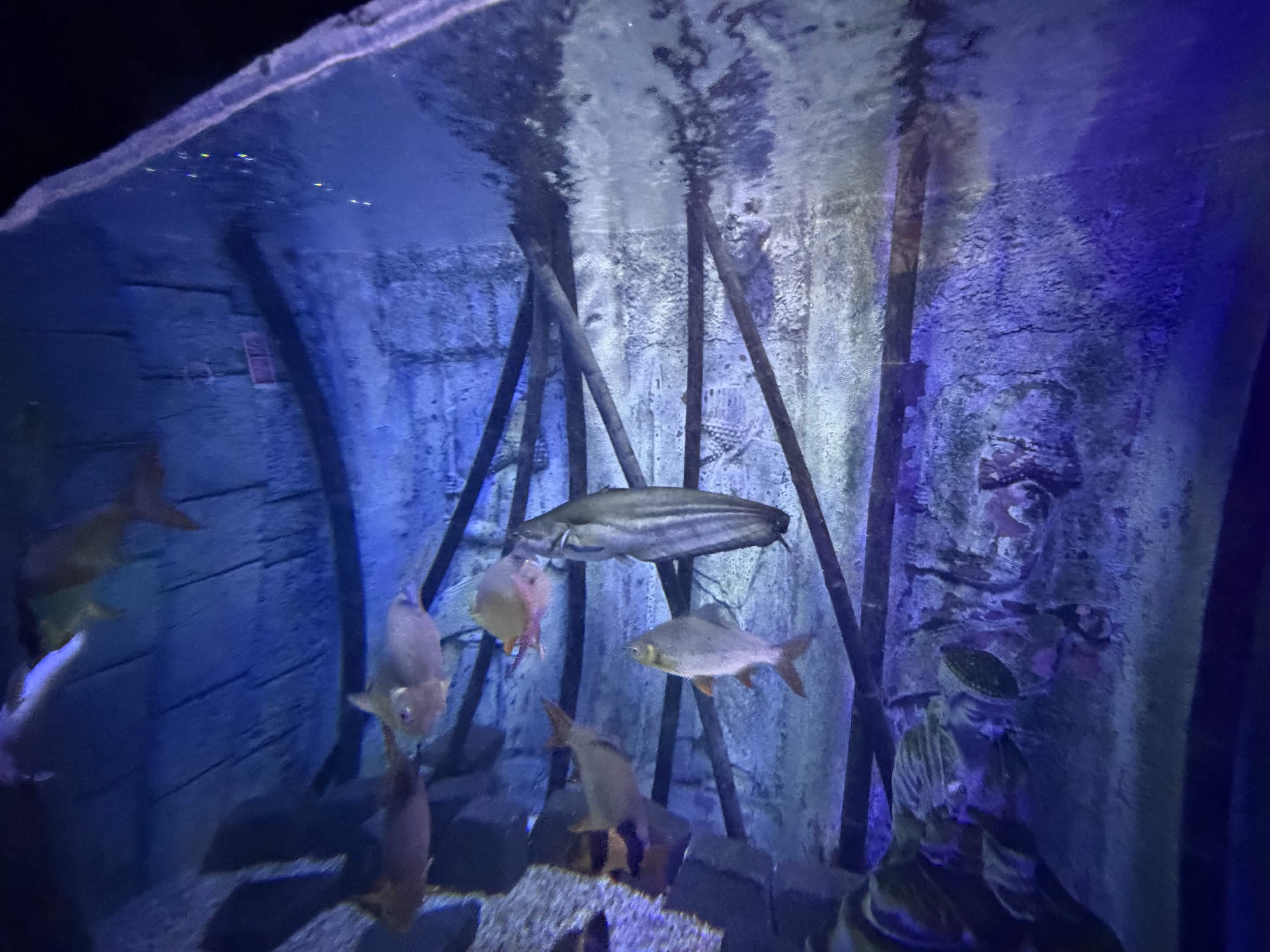 VIA Aquarium photo