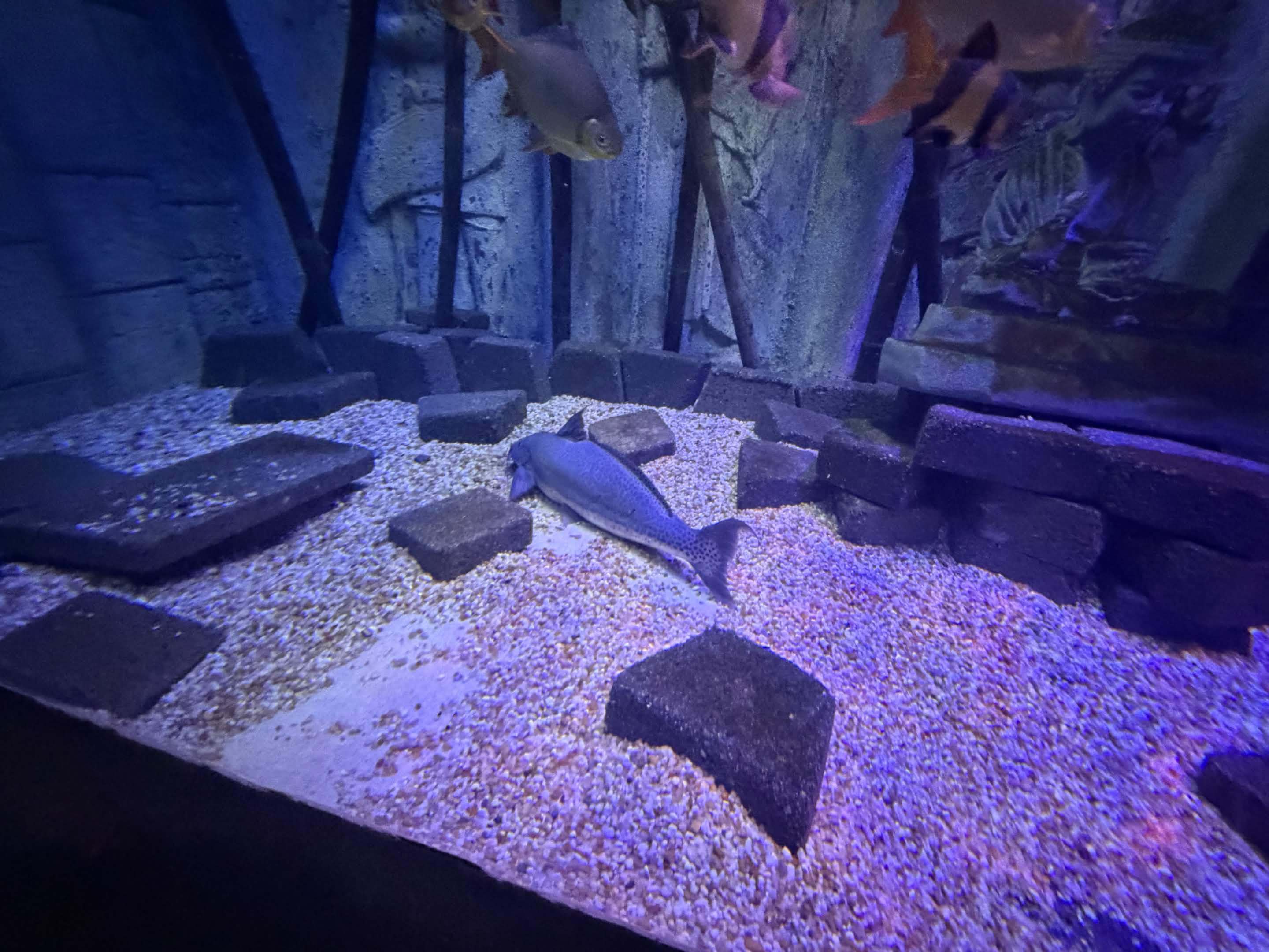 VIA Aquarium photo