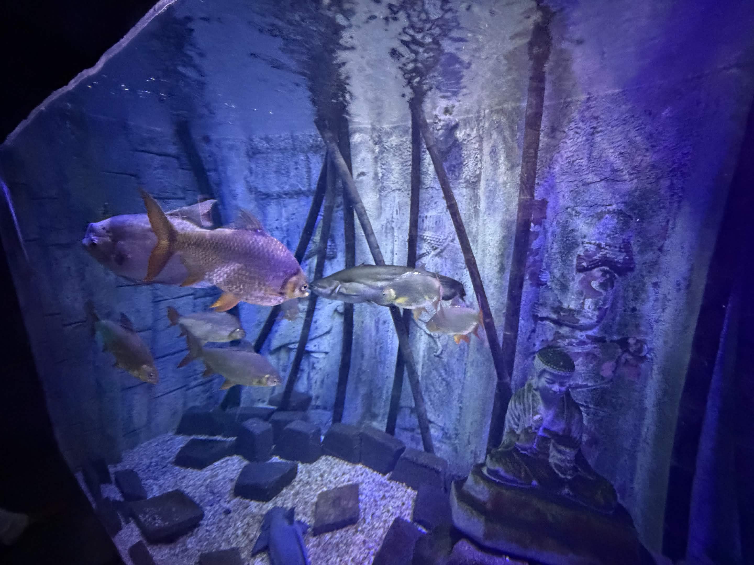 VIA Aquarium photo