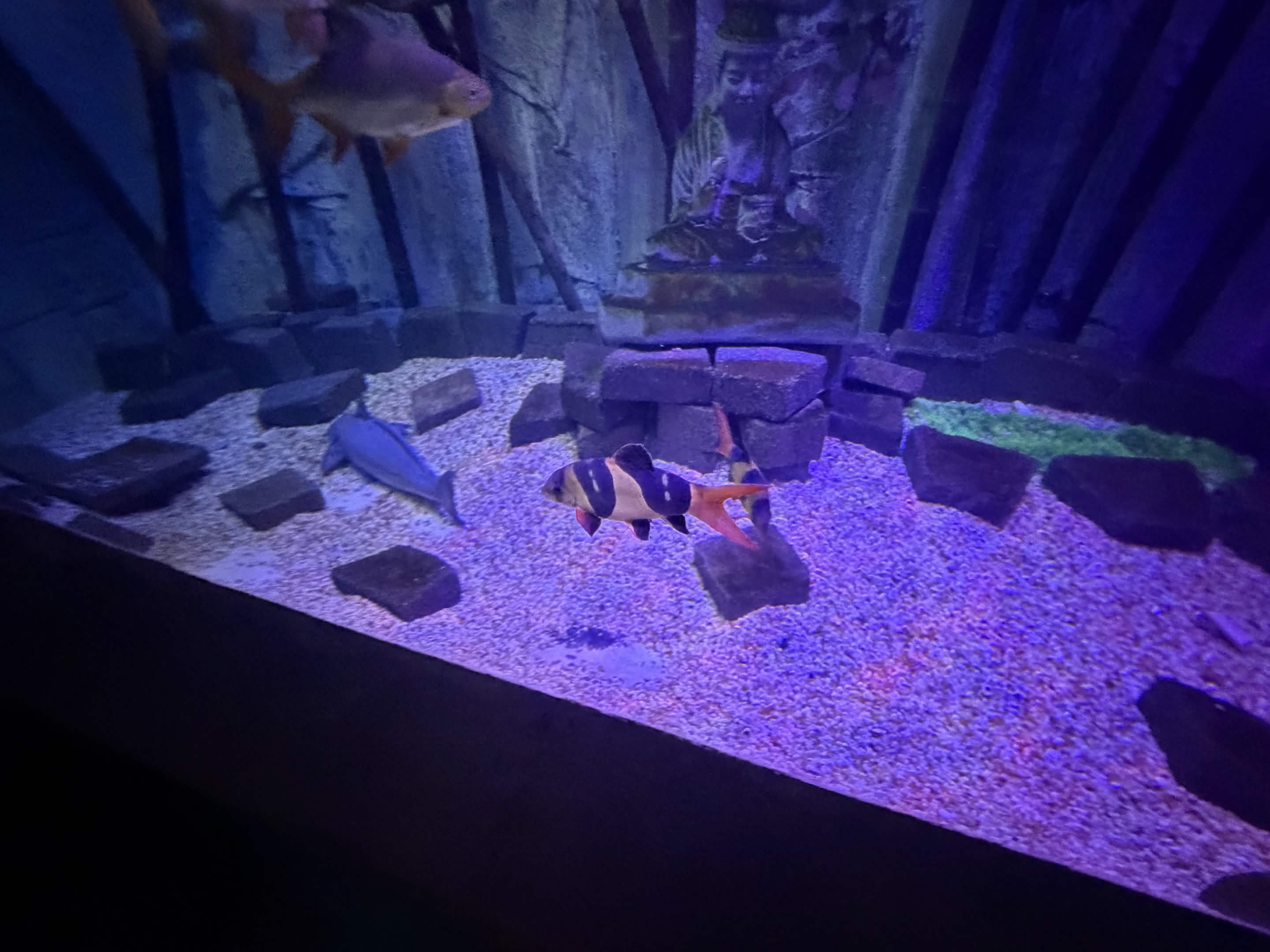 VIA Aquarium photo