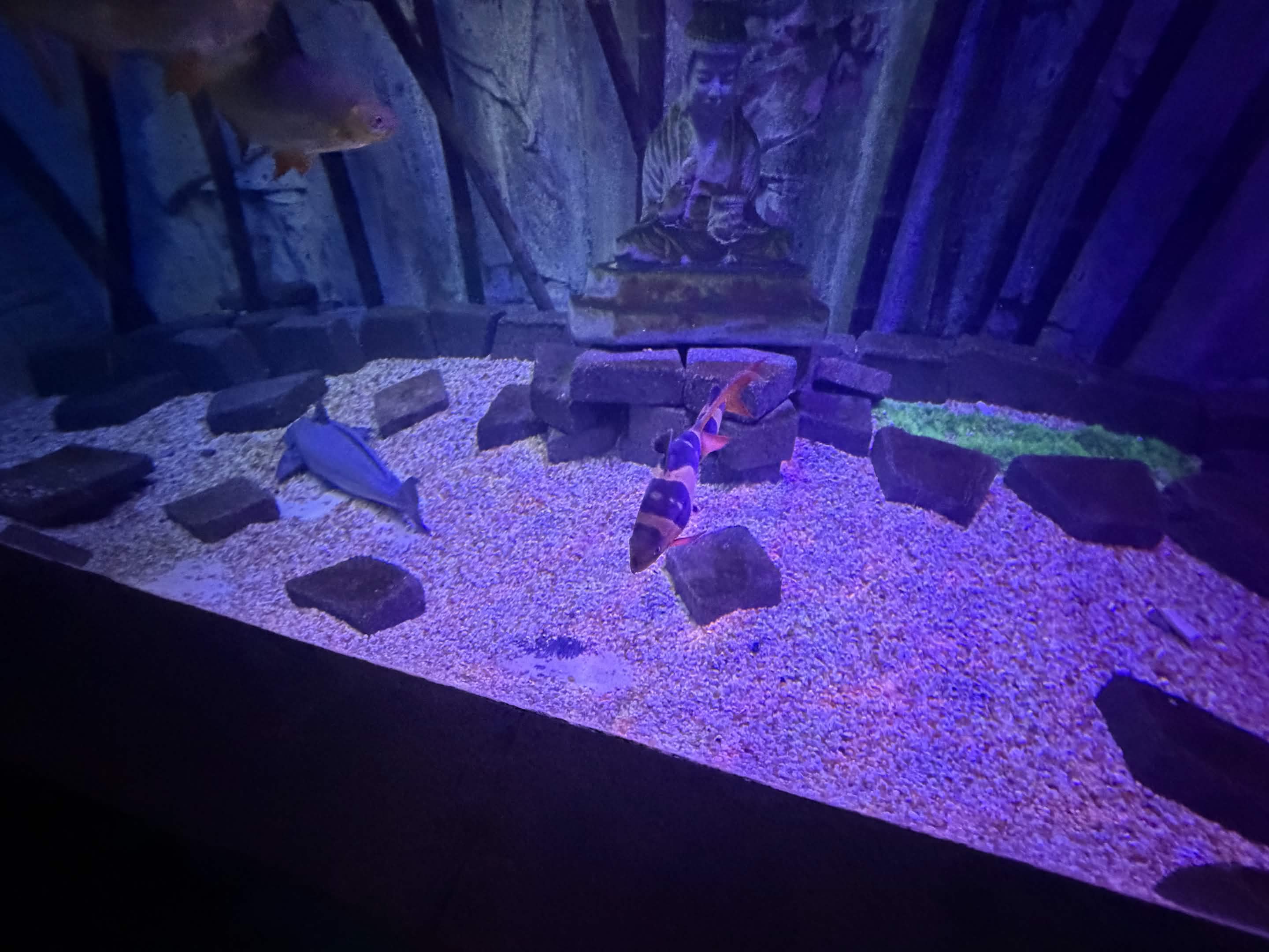 VIA Aquarium photo