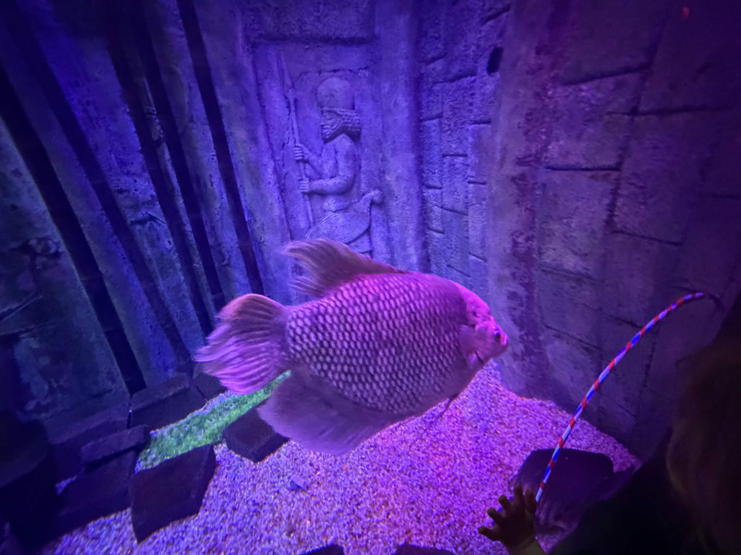 VIA Aquarium photo