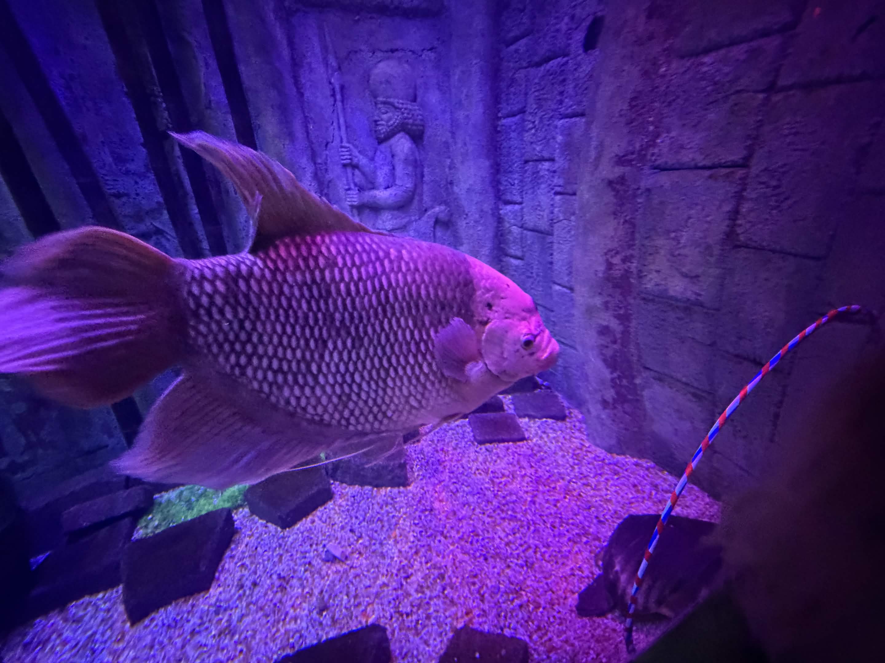 VIA Aquarium photo