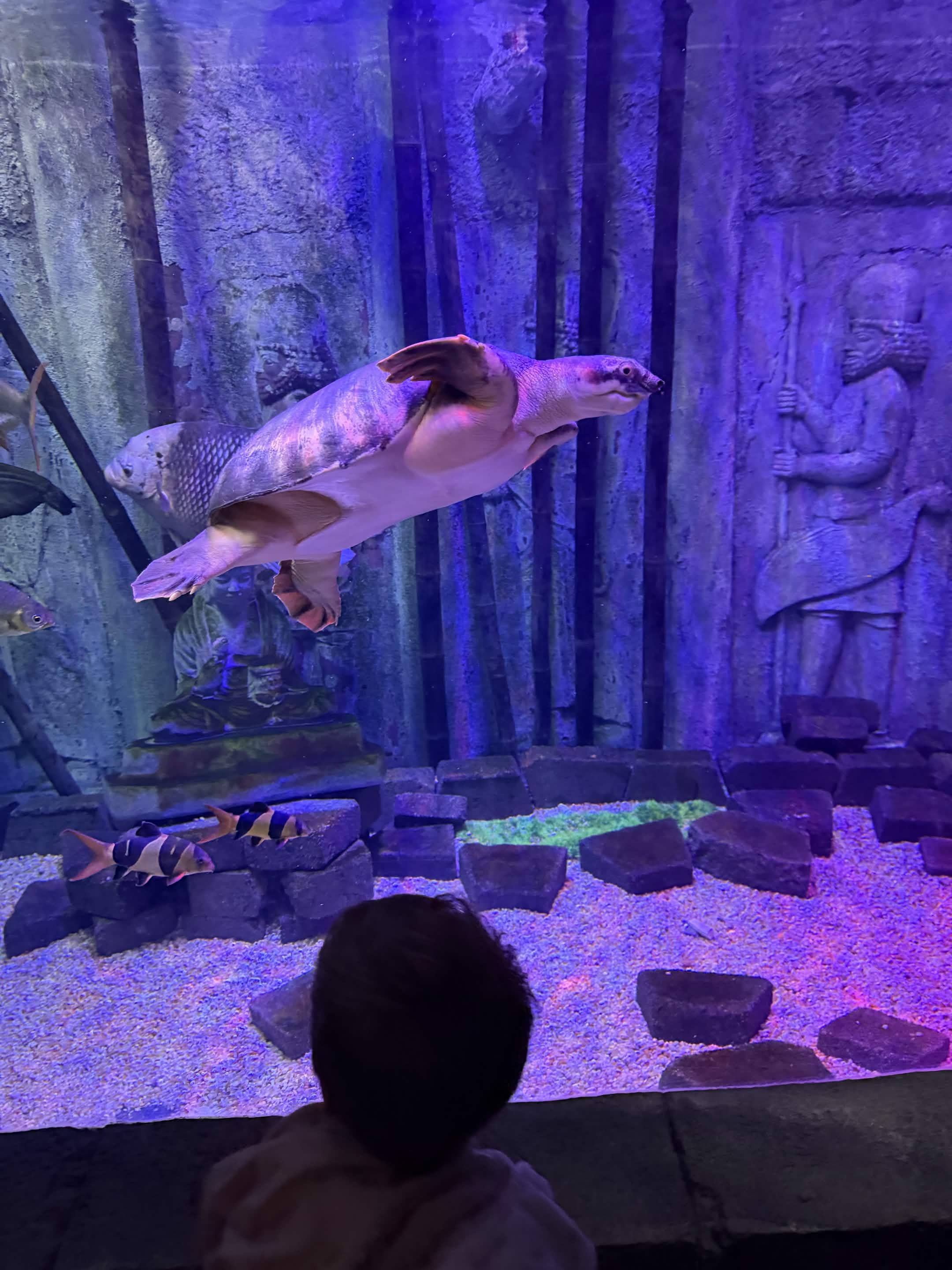 VIA Aquarium photo