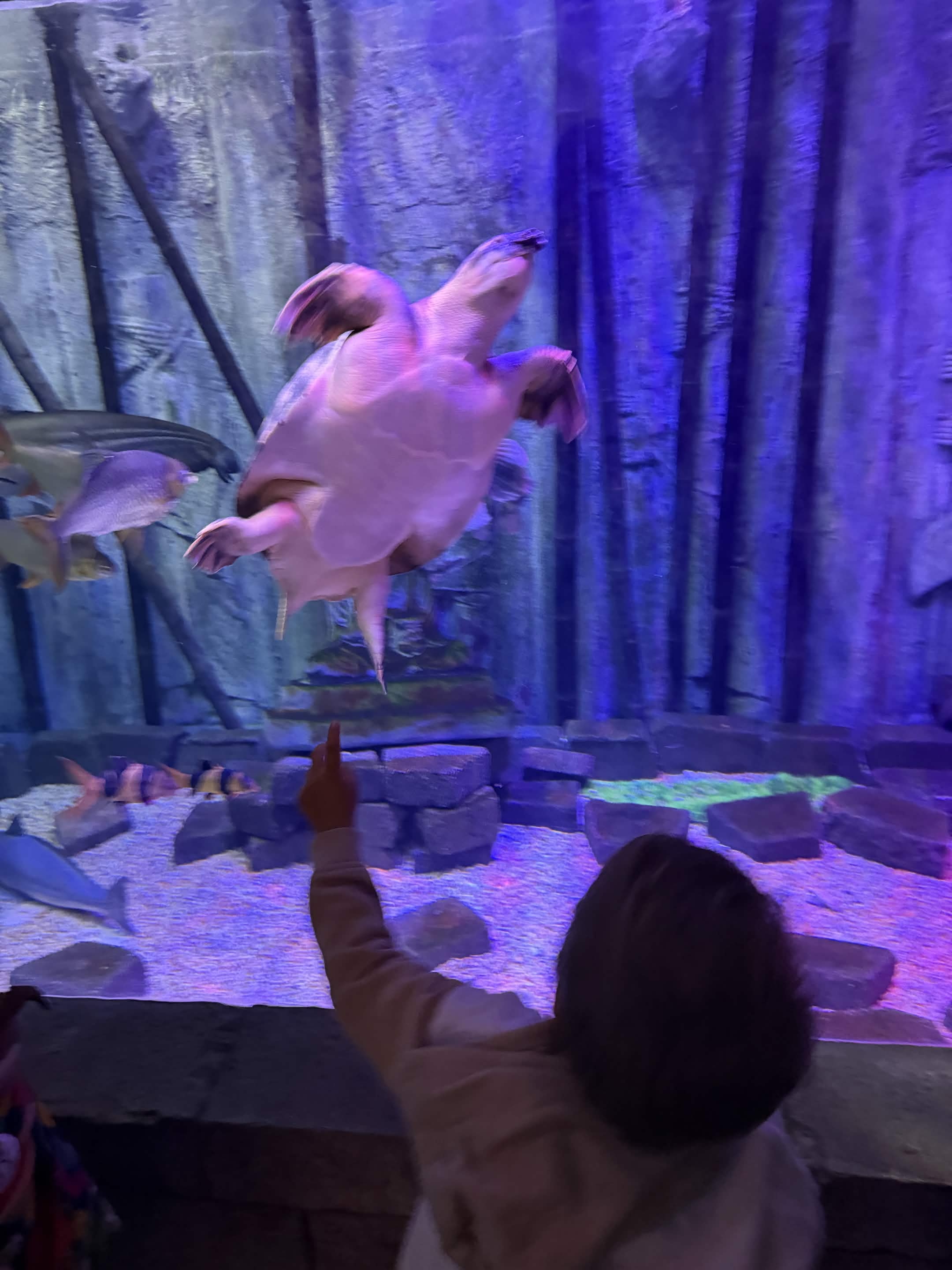 VIA Aquarium photo