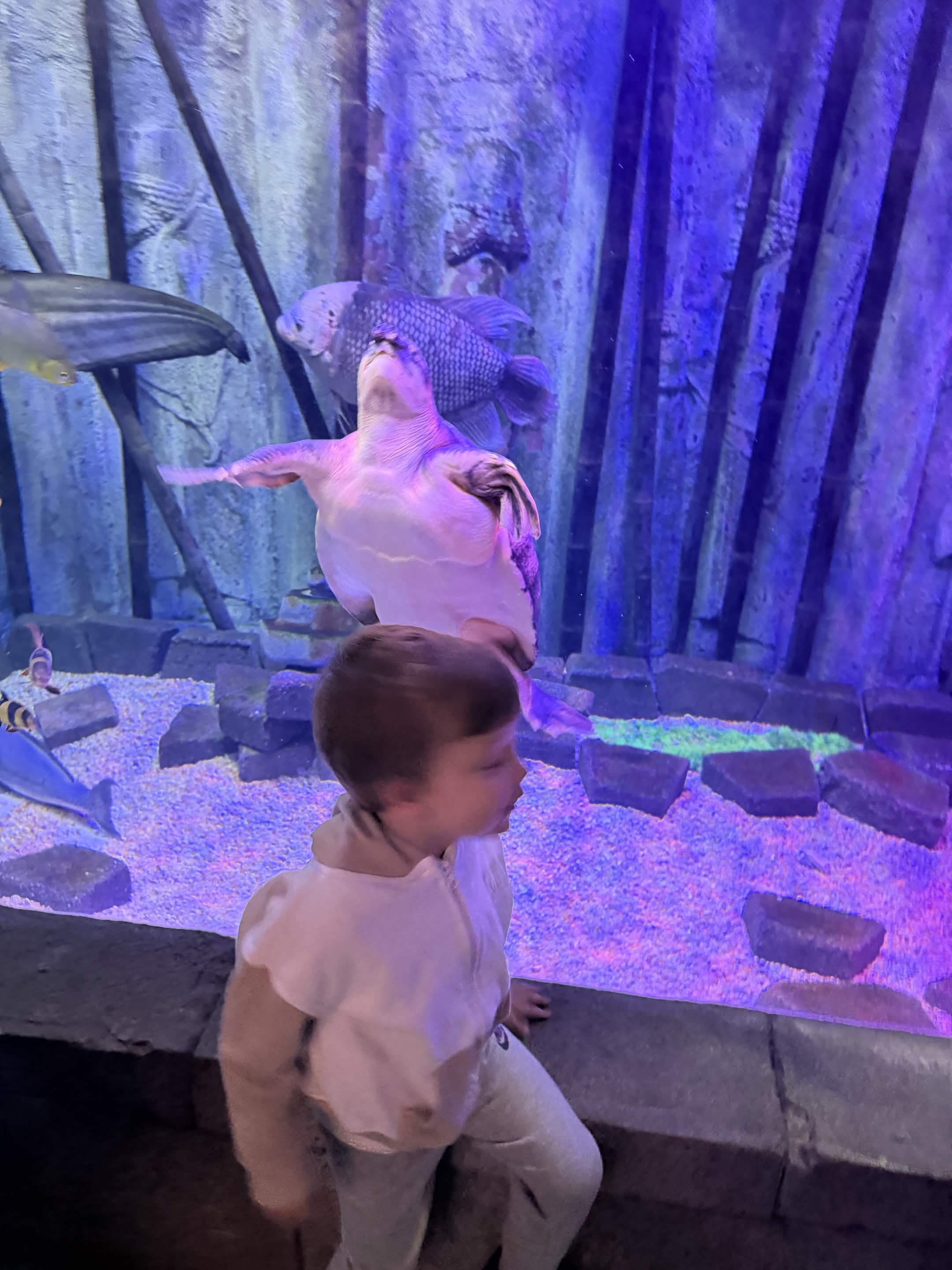 VIA Aquarium photo