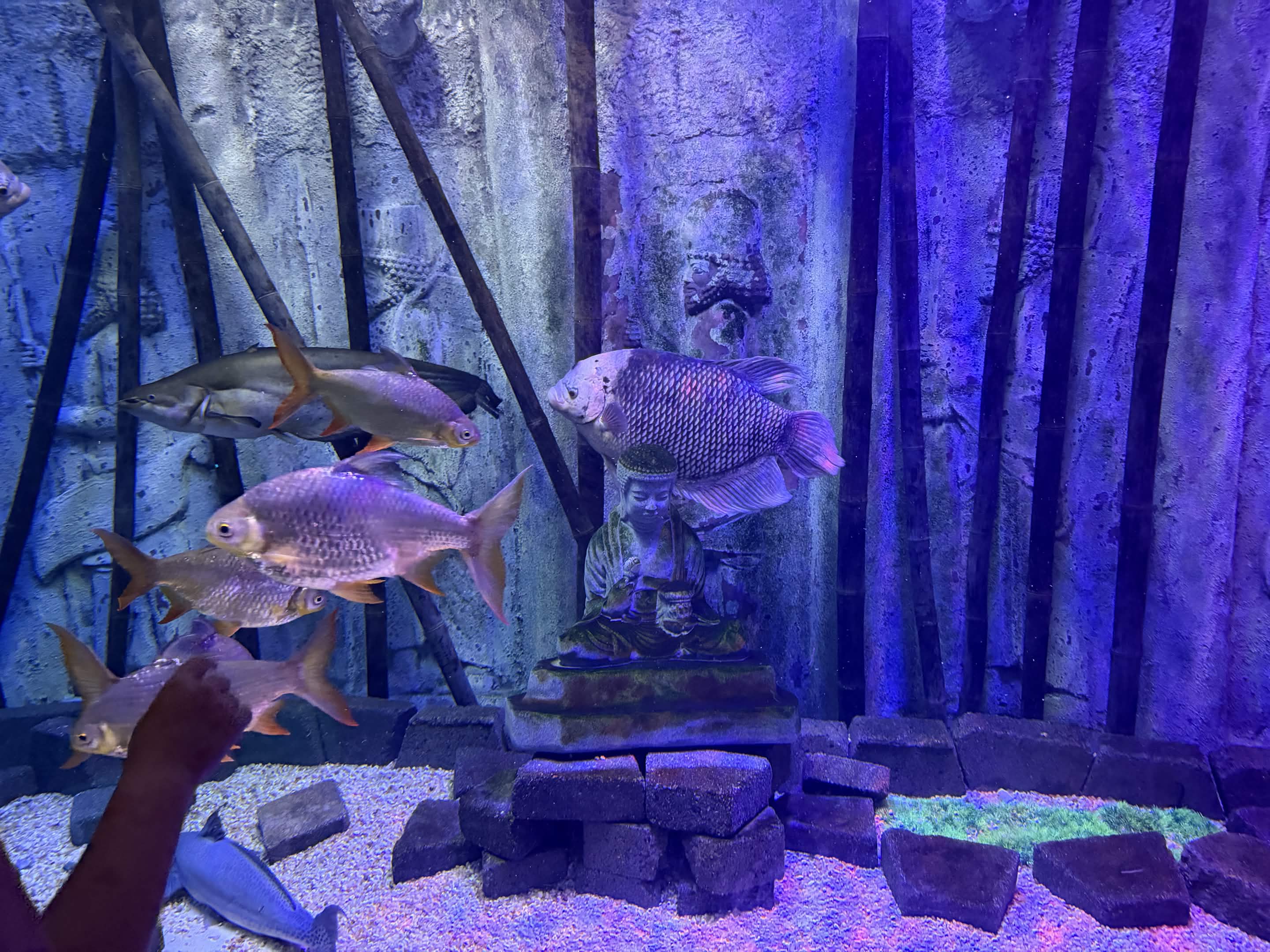 VIA Aquarium photo