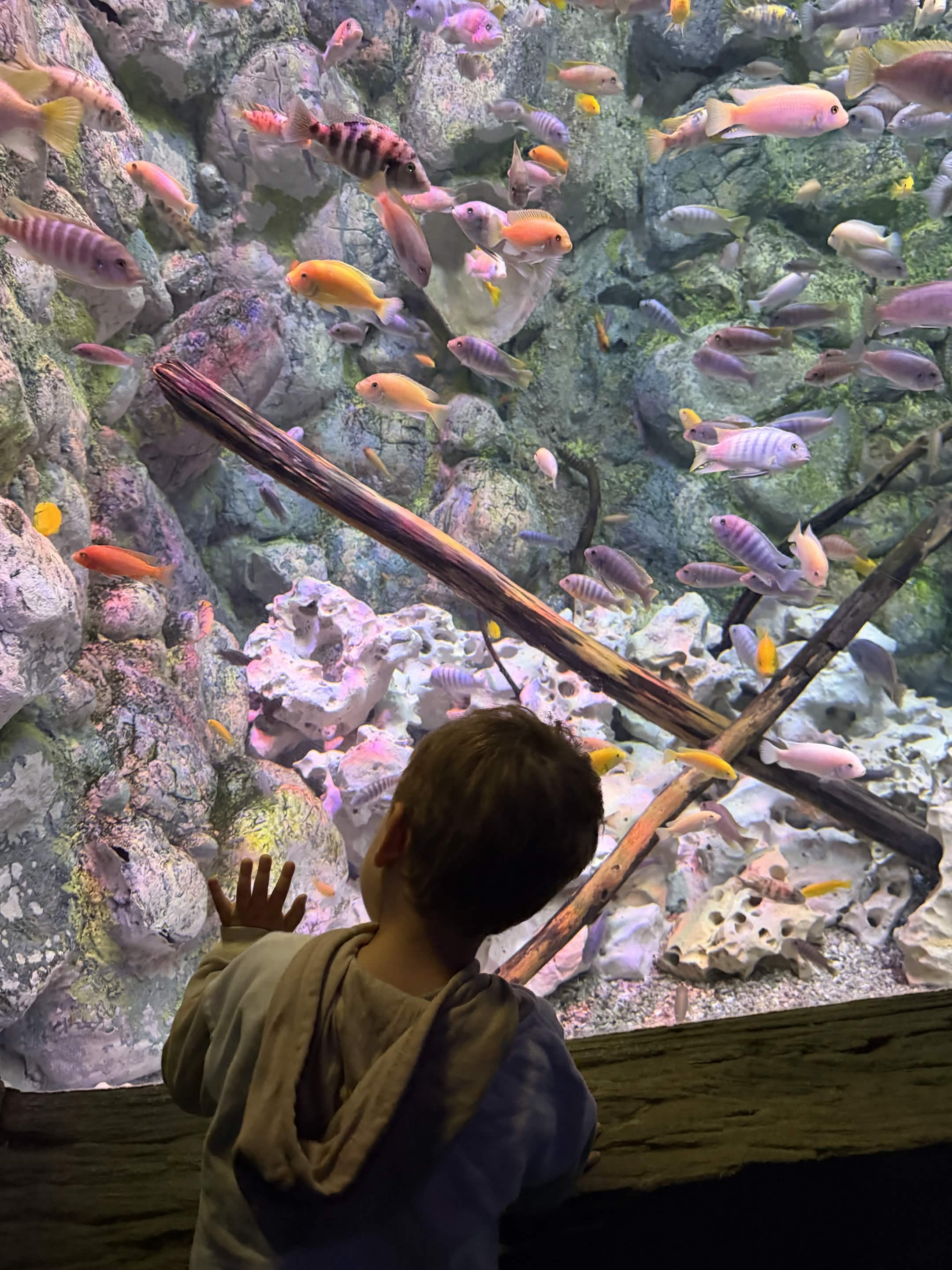 VIA Aquarium photo