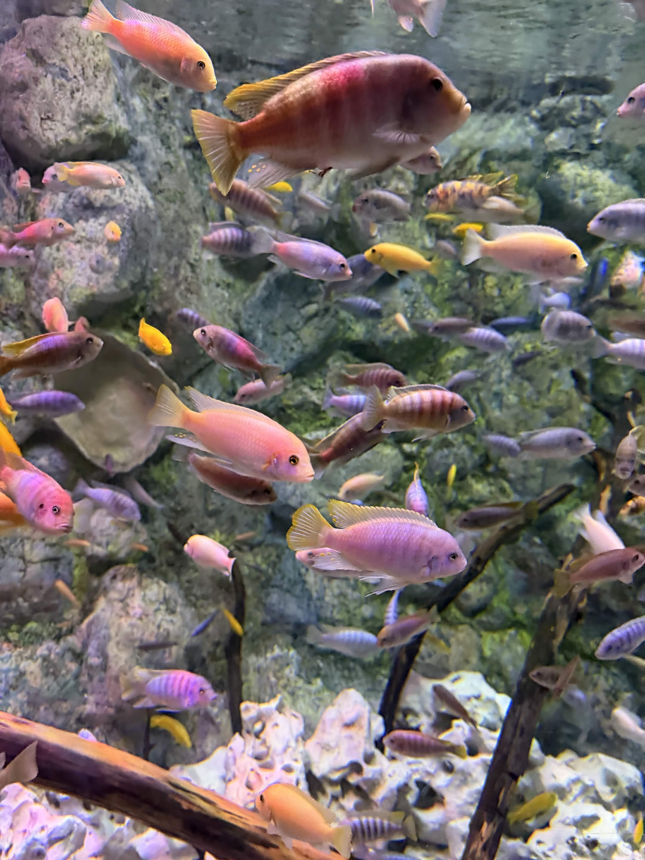 VIA Aquarium photo