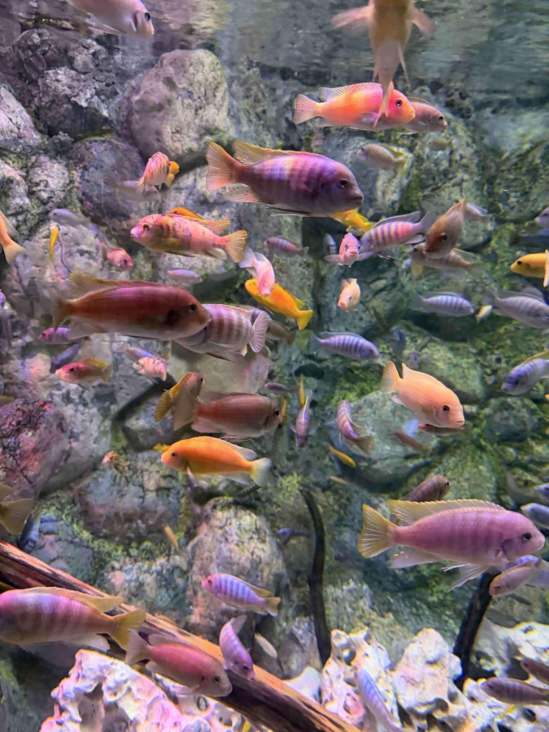 VIA Aquarium photo