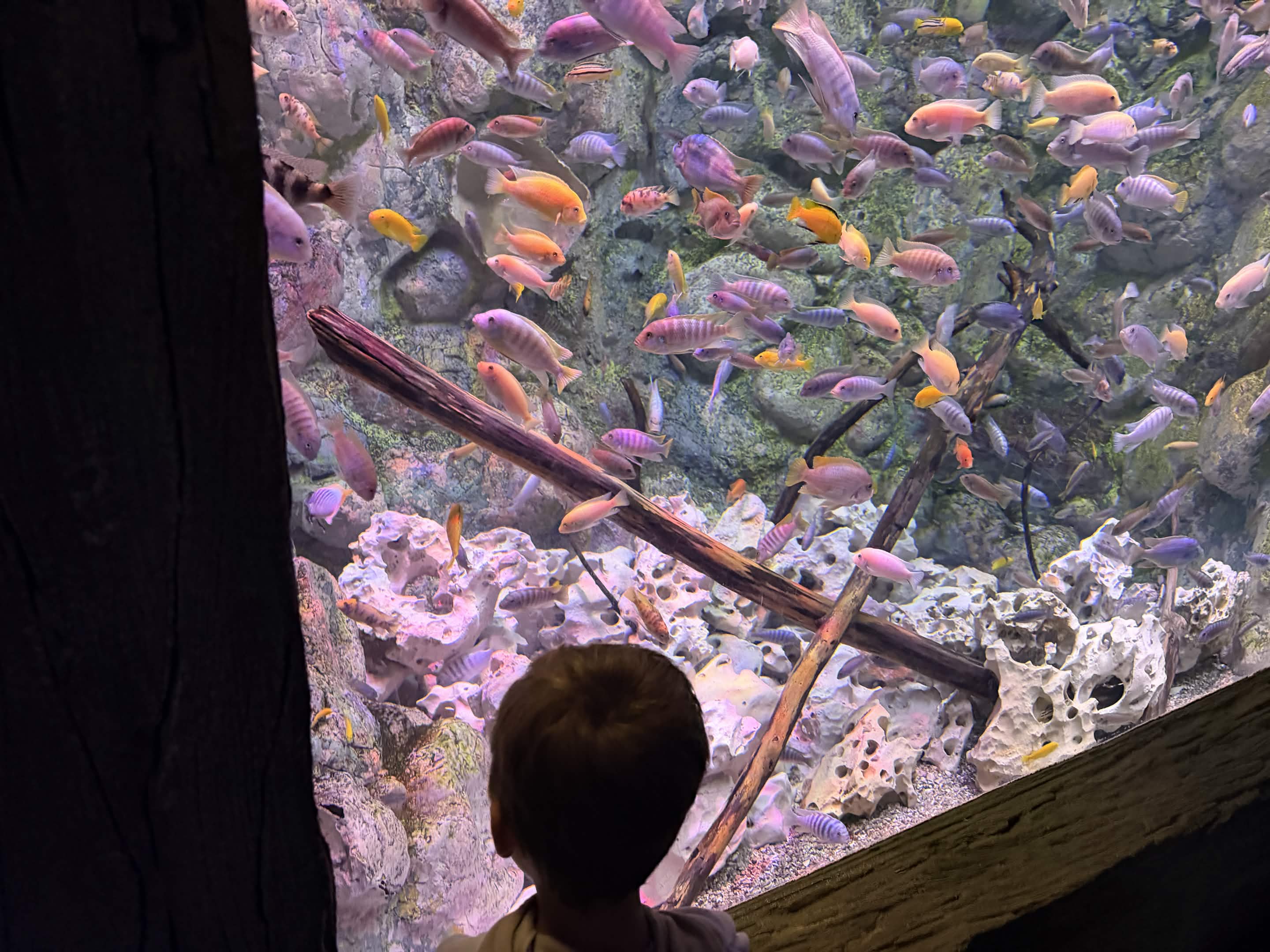 VIA Aquarium photo