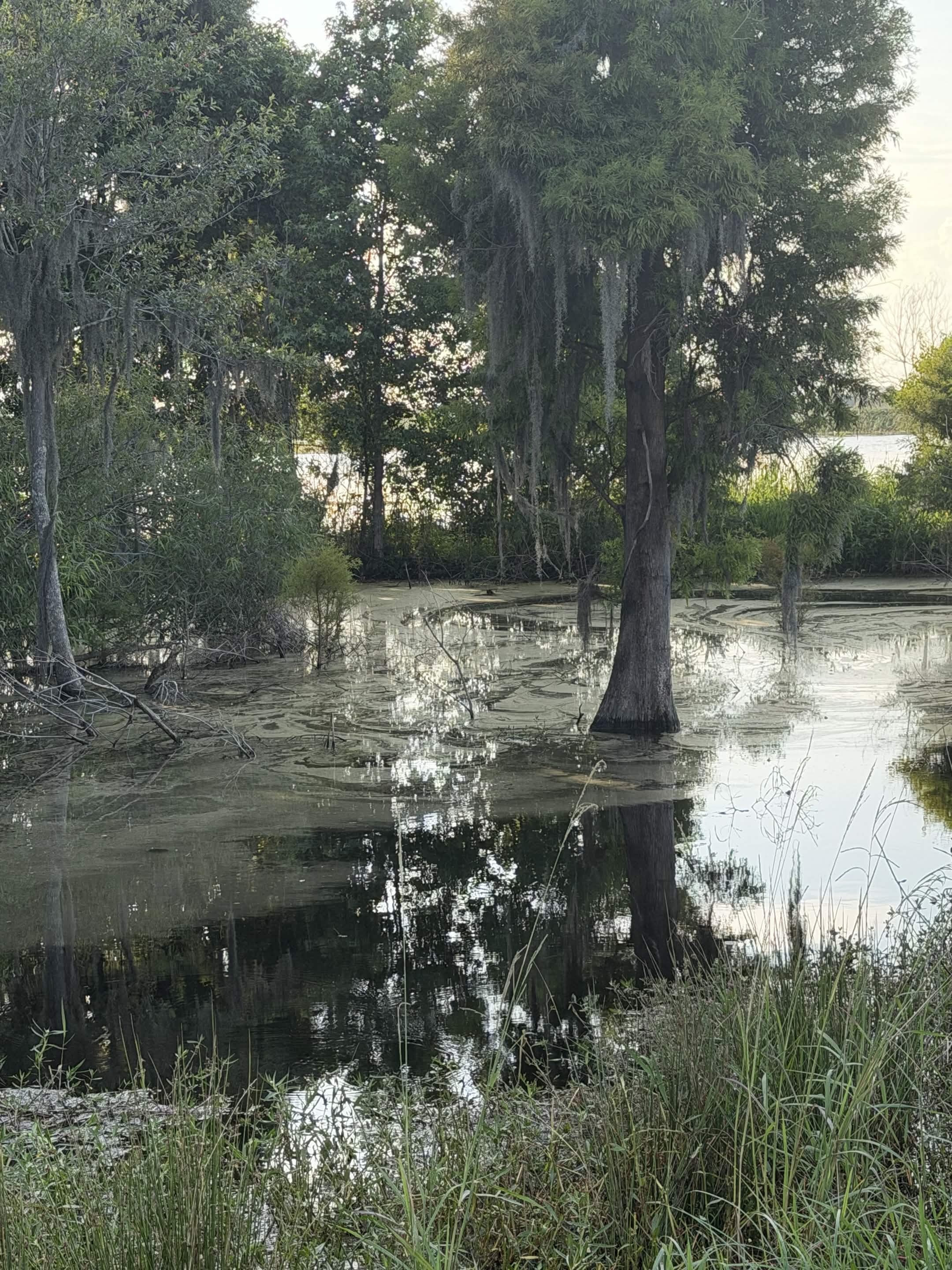 Cypress swamp with Spanish moss and still water