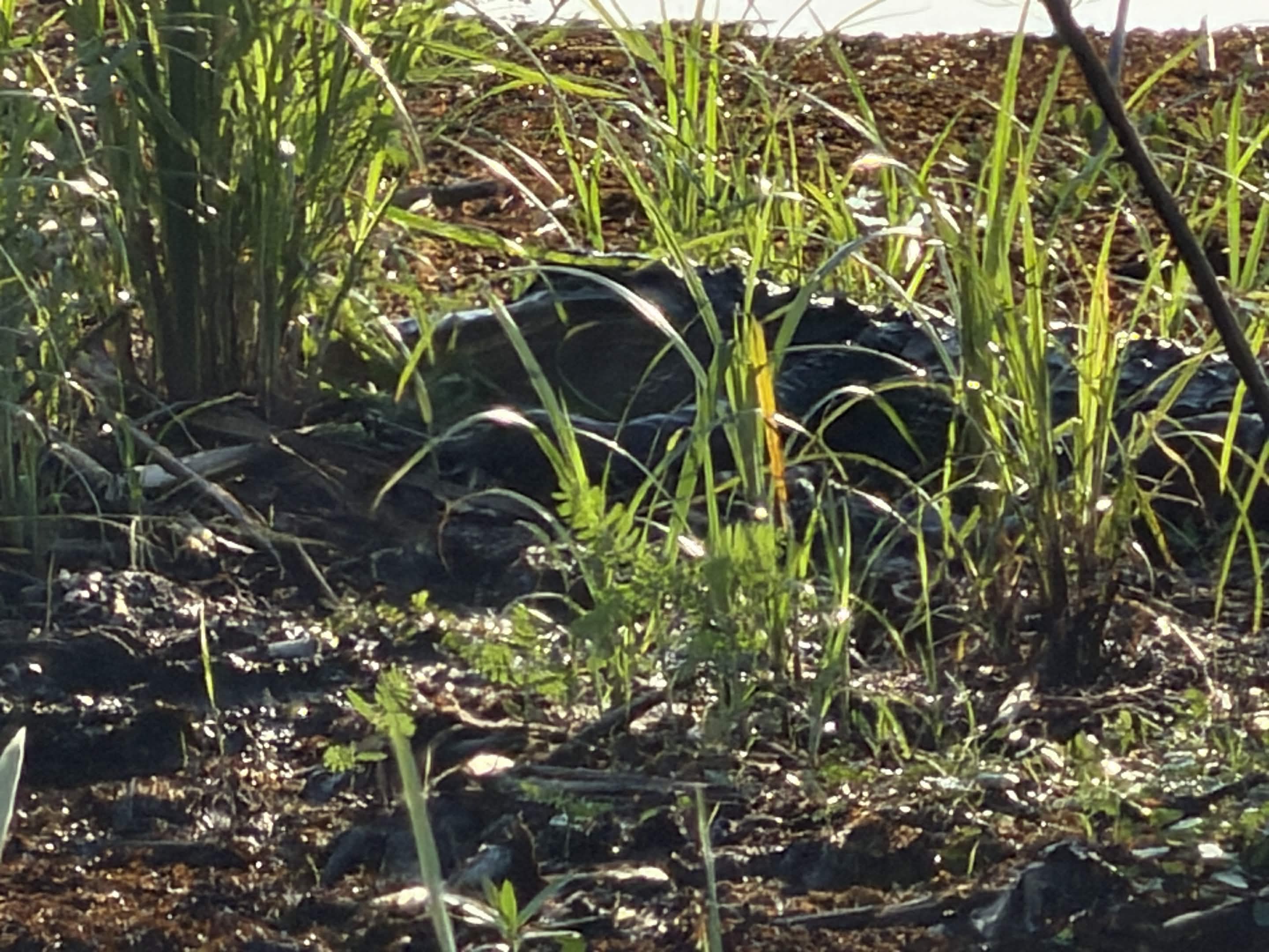 Alligator hidden among tall marsh grasses
