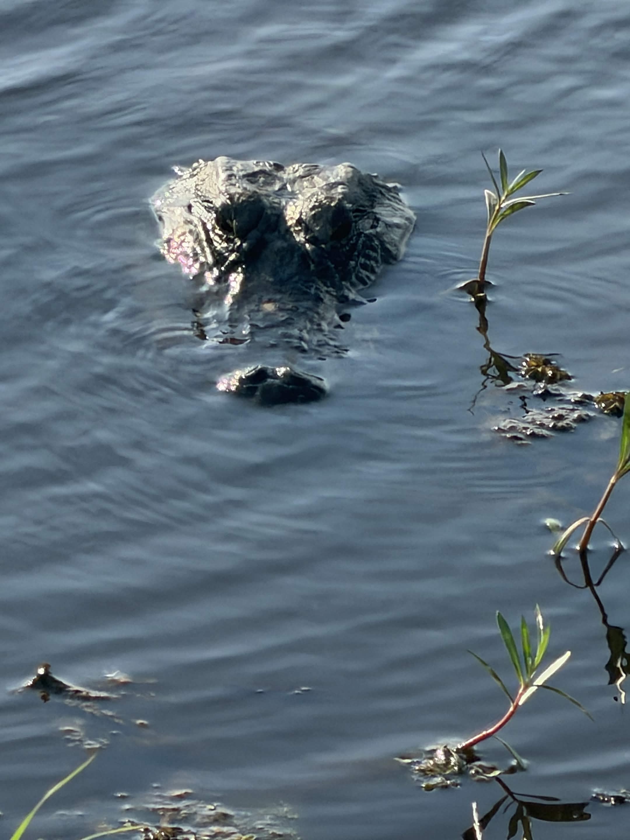 Alligator watching from the water with only eyes visible