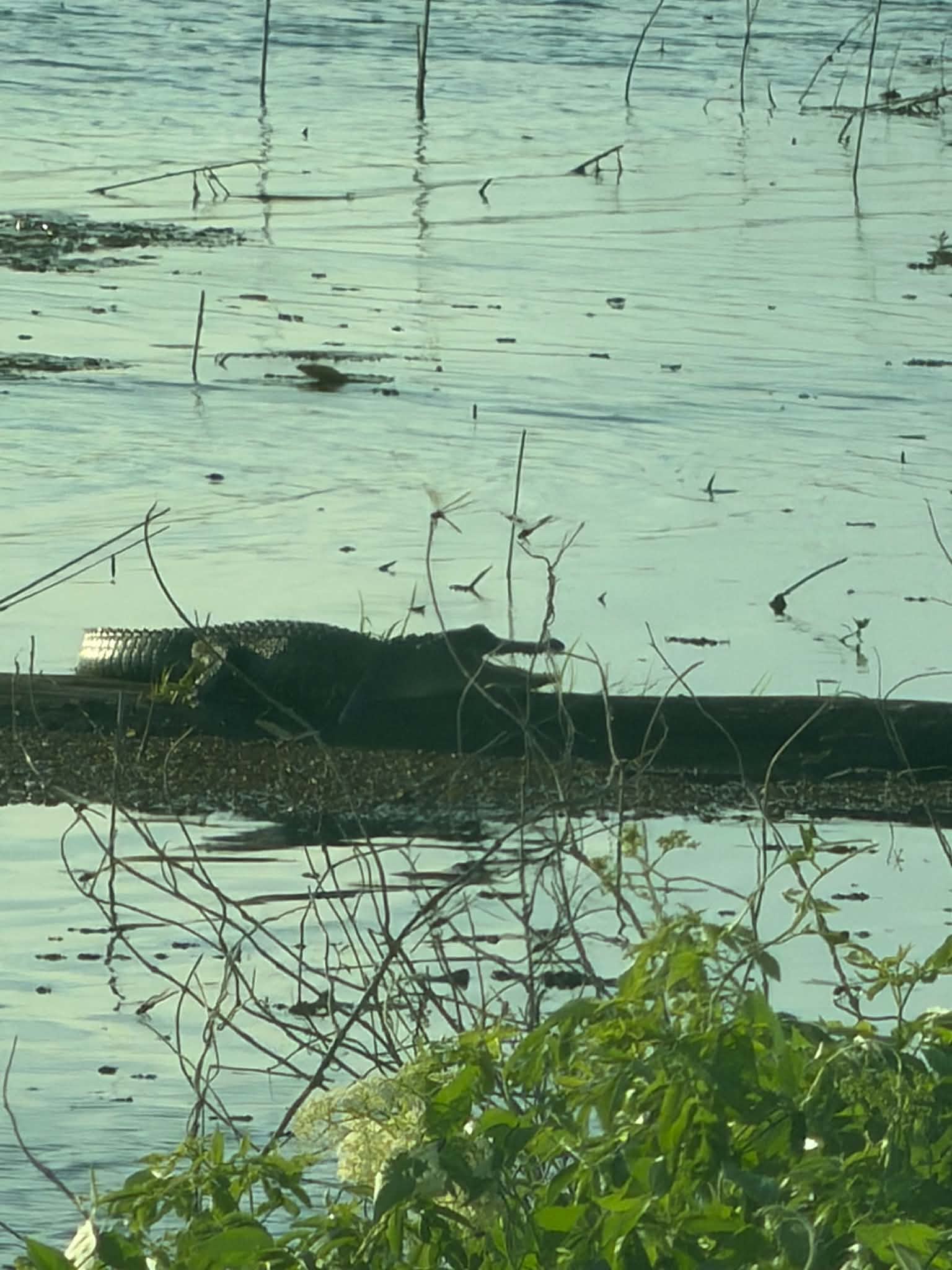 Alligator resting on a bank at the edge of calm marsh water with reeds nearby