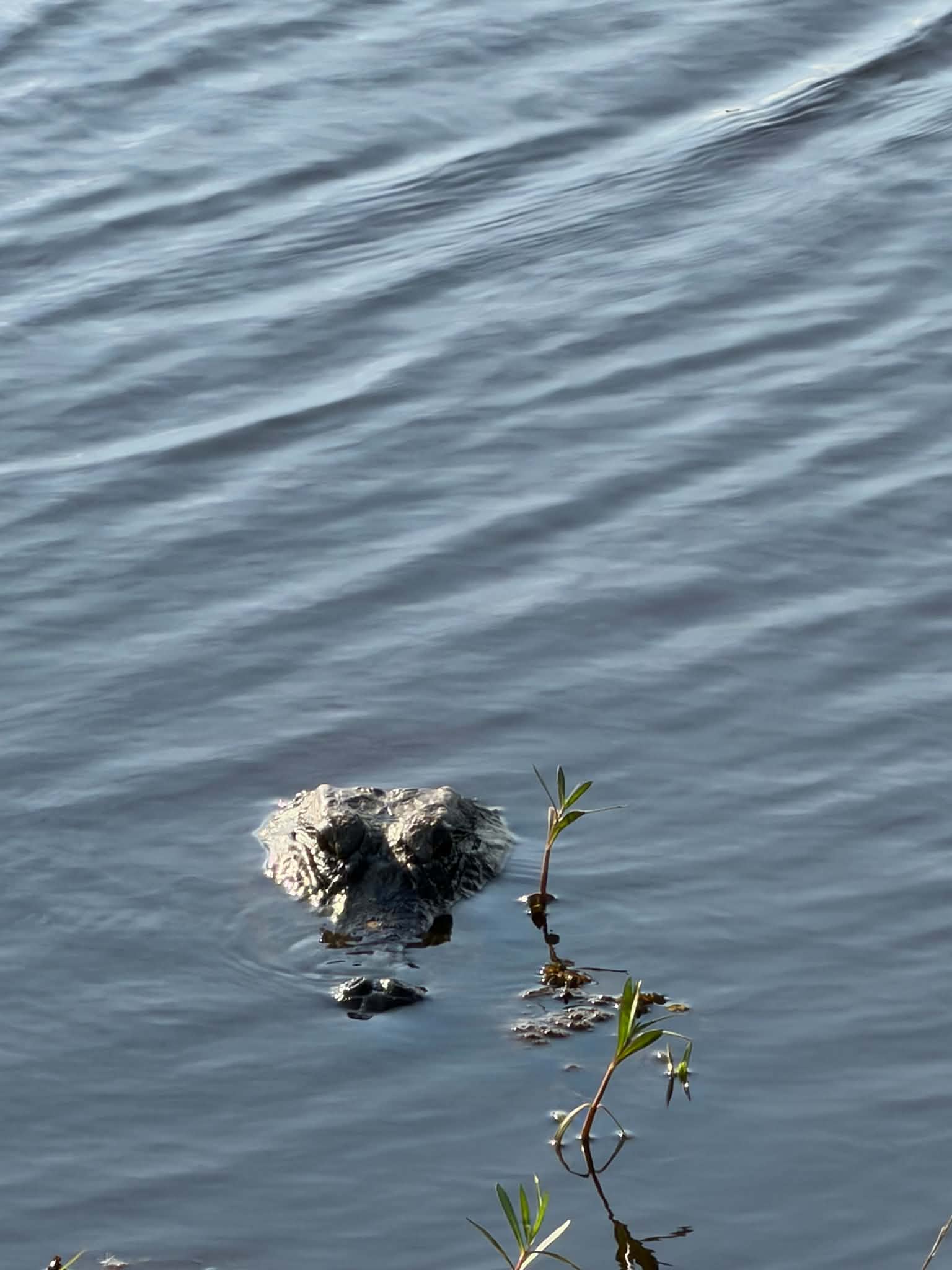 Tight close-up of alligator head floating in water with eyes and nostrils above the surface
