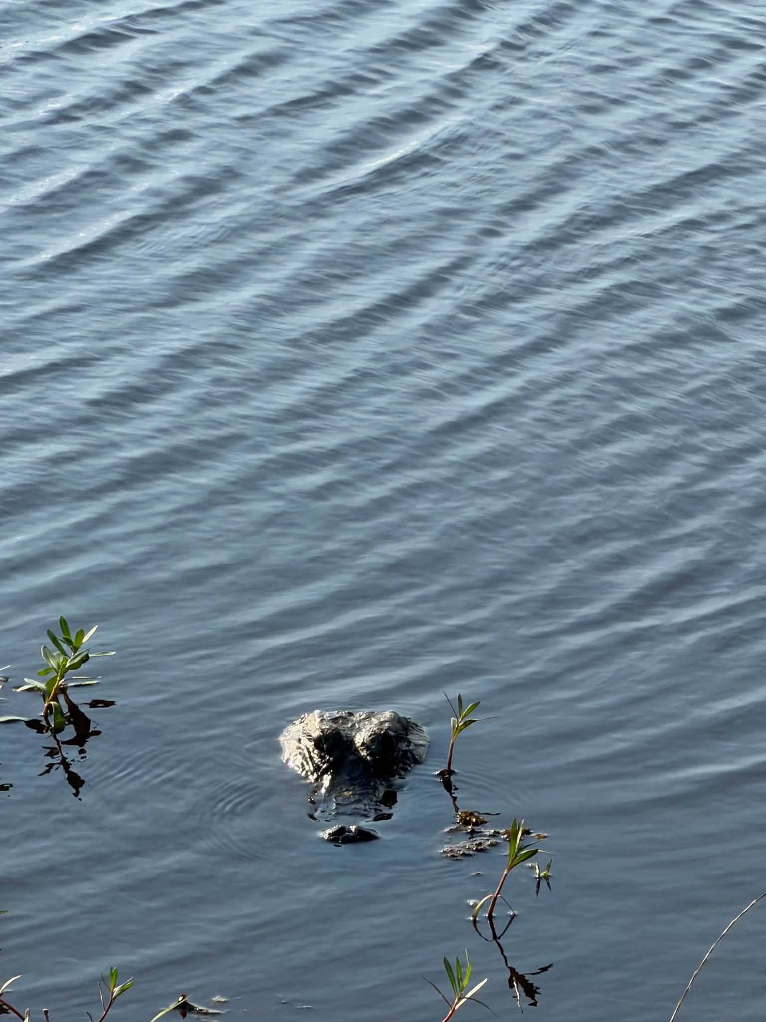 Alligator head floating just above the water surface among small plants