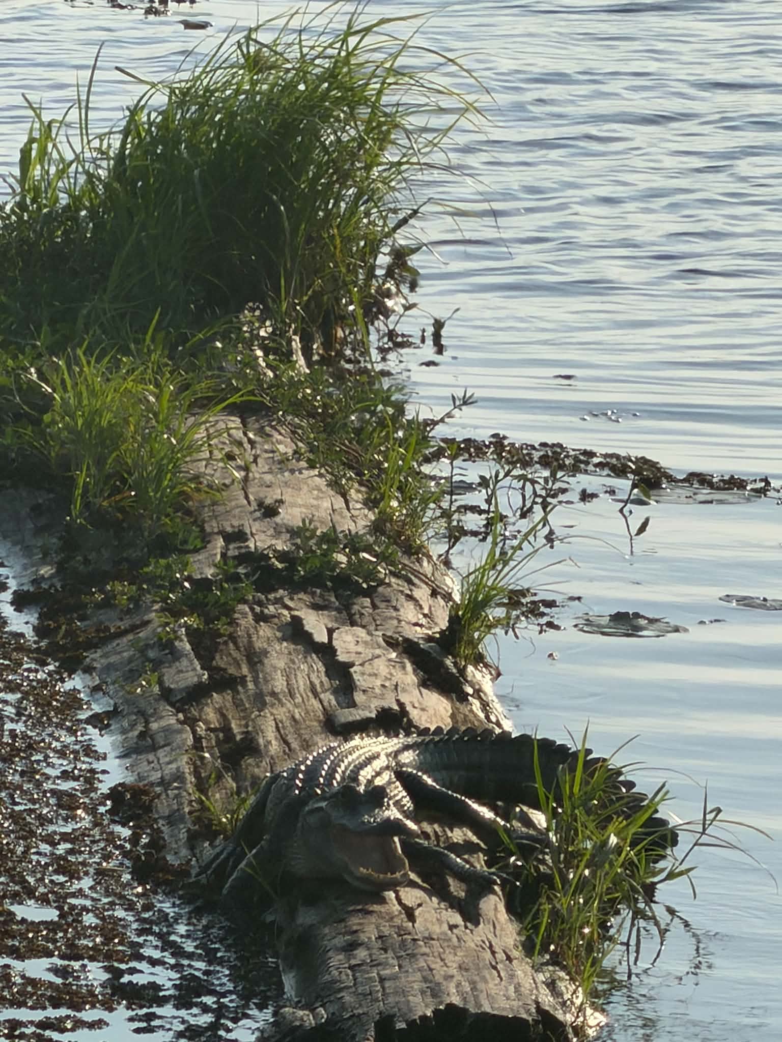 Large alligator stretched out on a sun-bleached log in the marsh