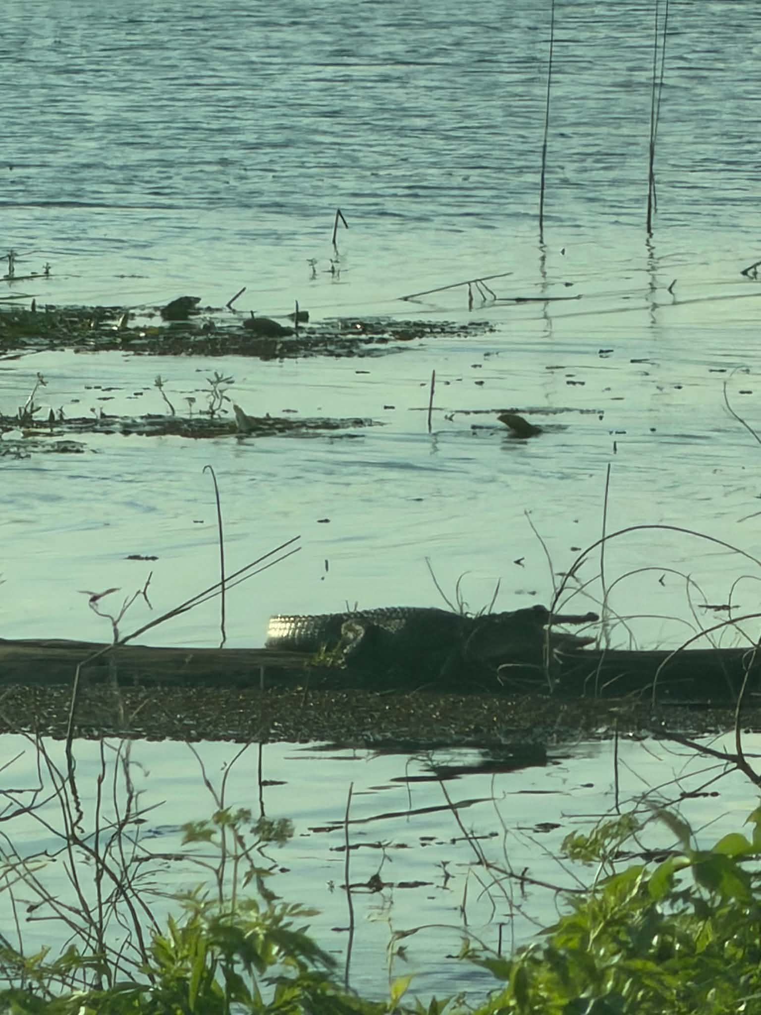 Alligator lying low on a narrow log in shallow water