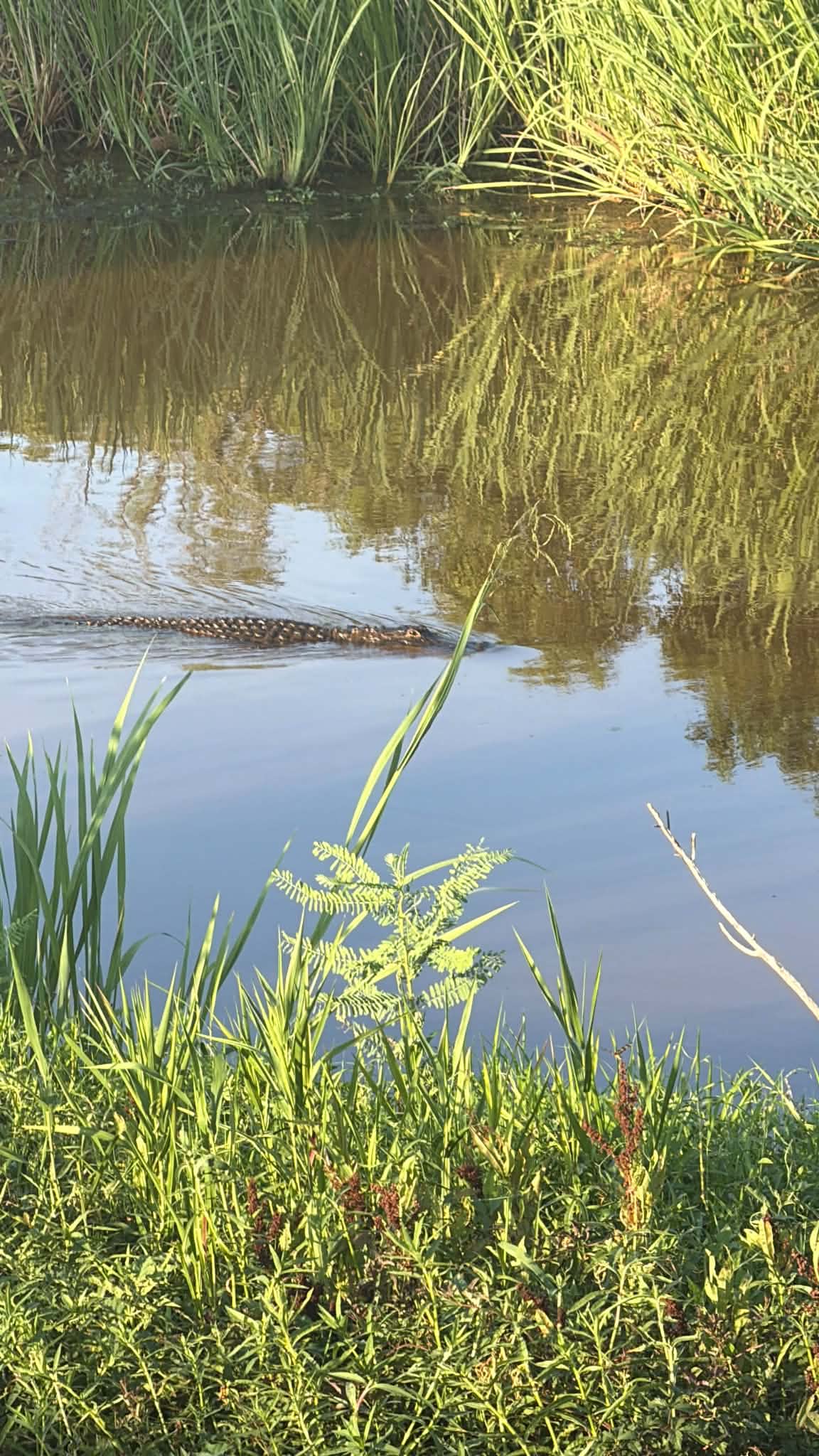 Alligator swimming through calm brownish wetland water near the grassy bank