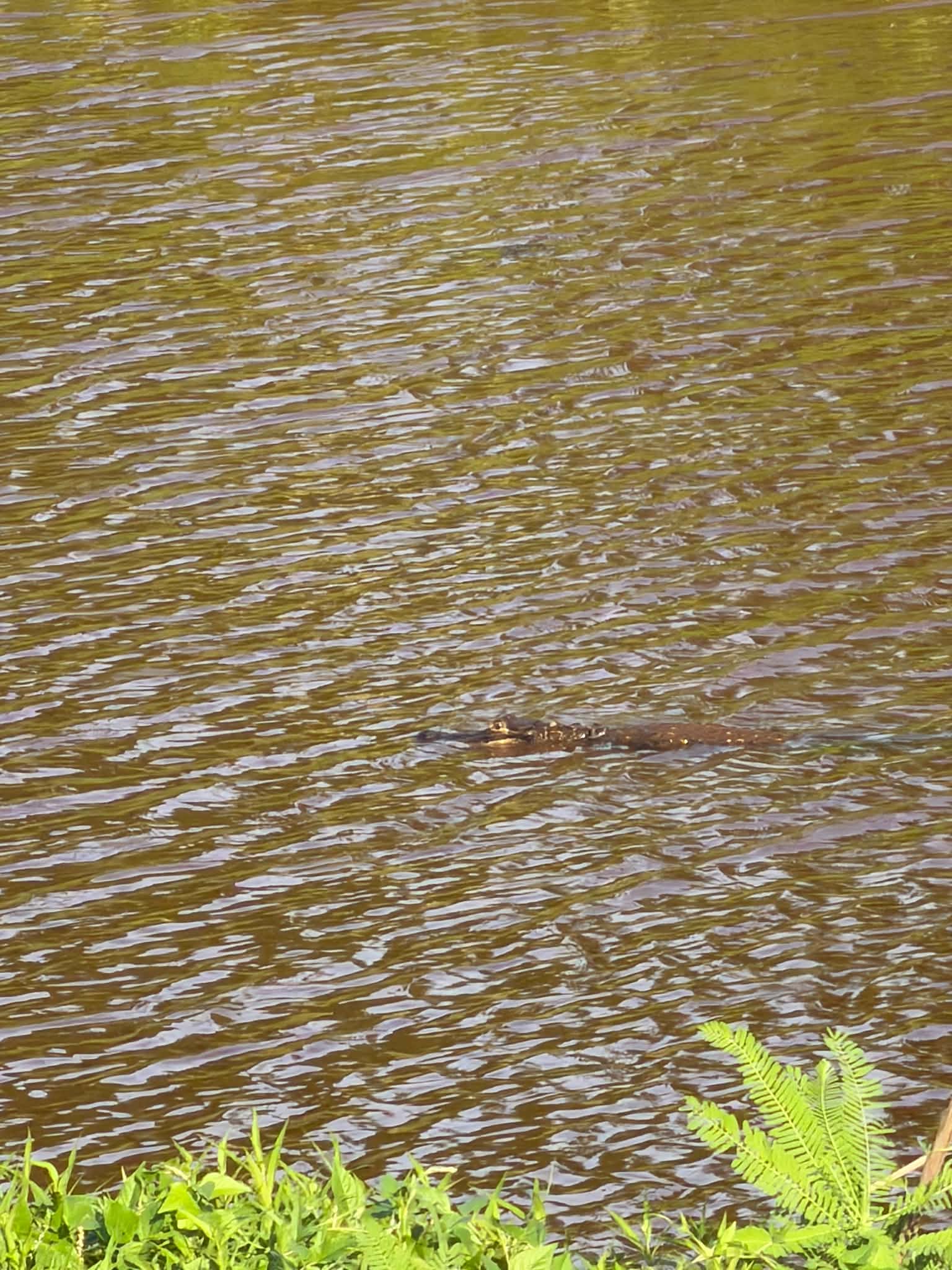 Alligator swimming through rippled water near green shoreline plants