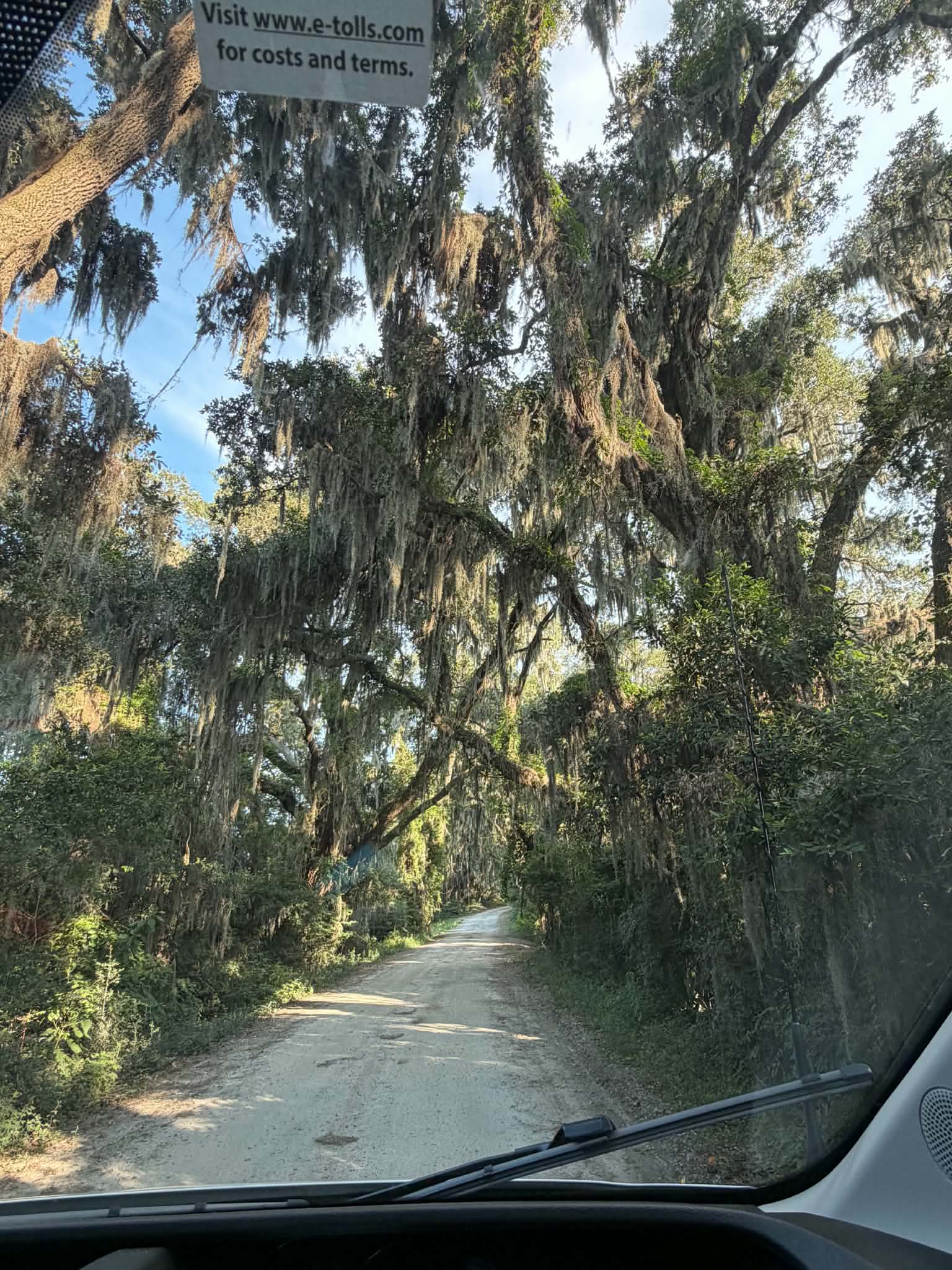 View from inside a vehicle driving under massive live oaks draped in Spanish moss