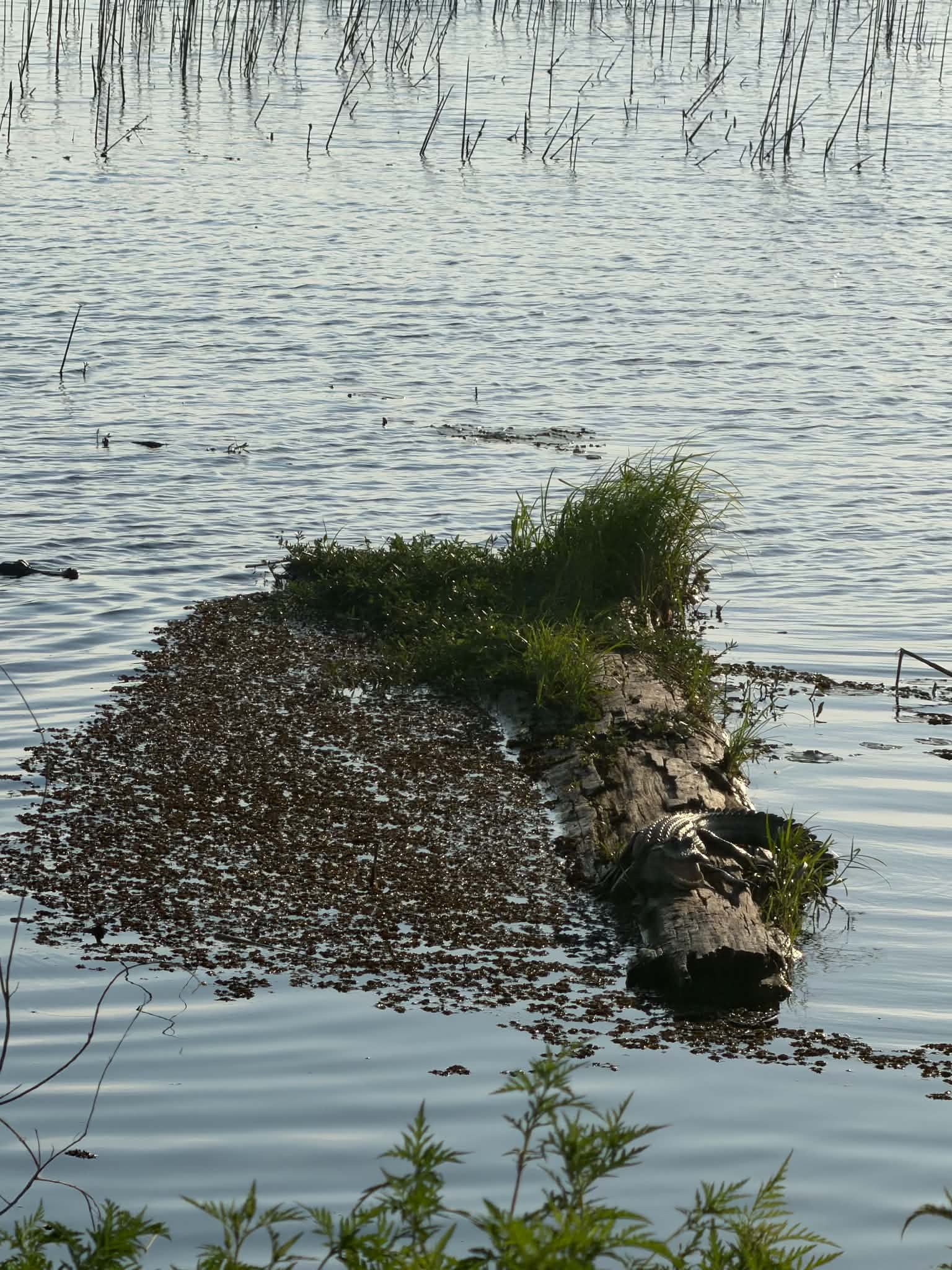 Broad wetland scene with still water, reeds, and an alligator near the edge