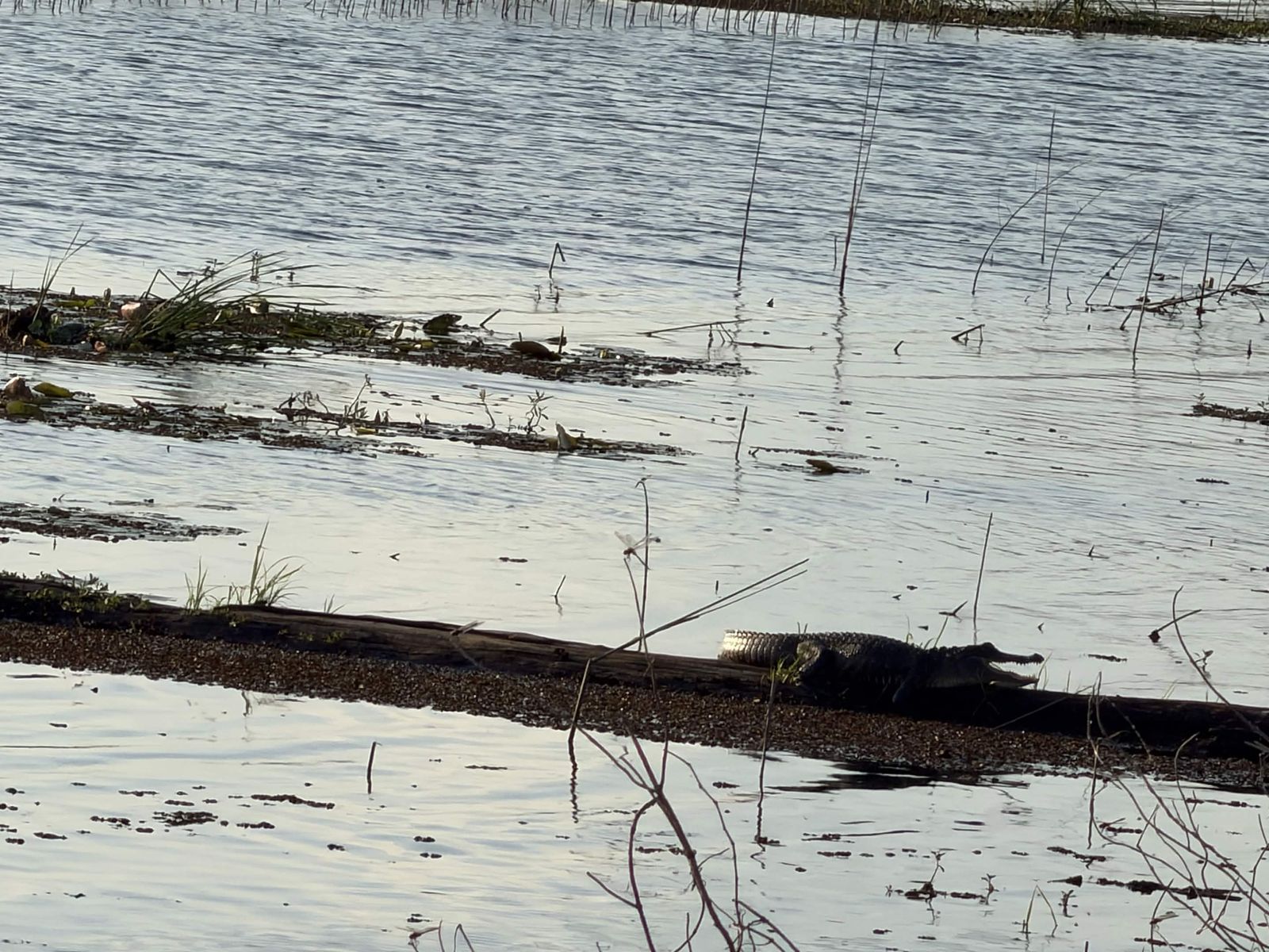 Alligator stretched out on a long log in the wetlands
