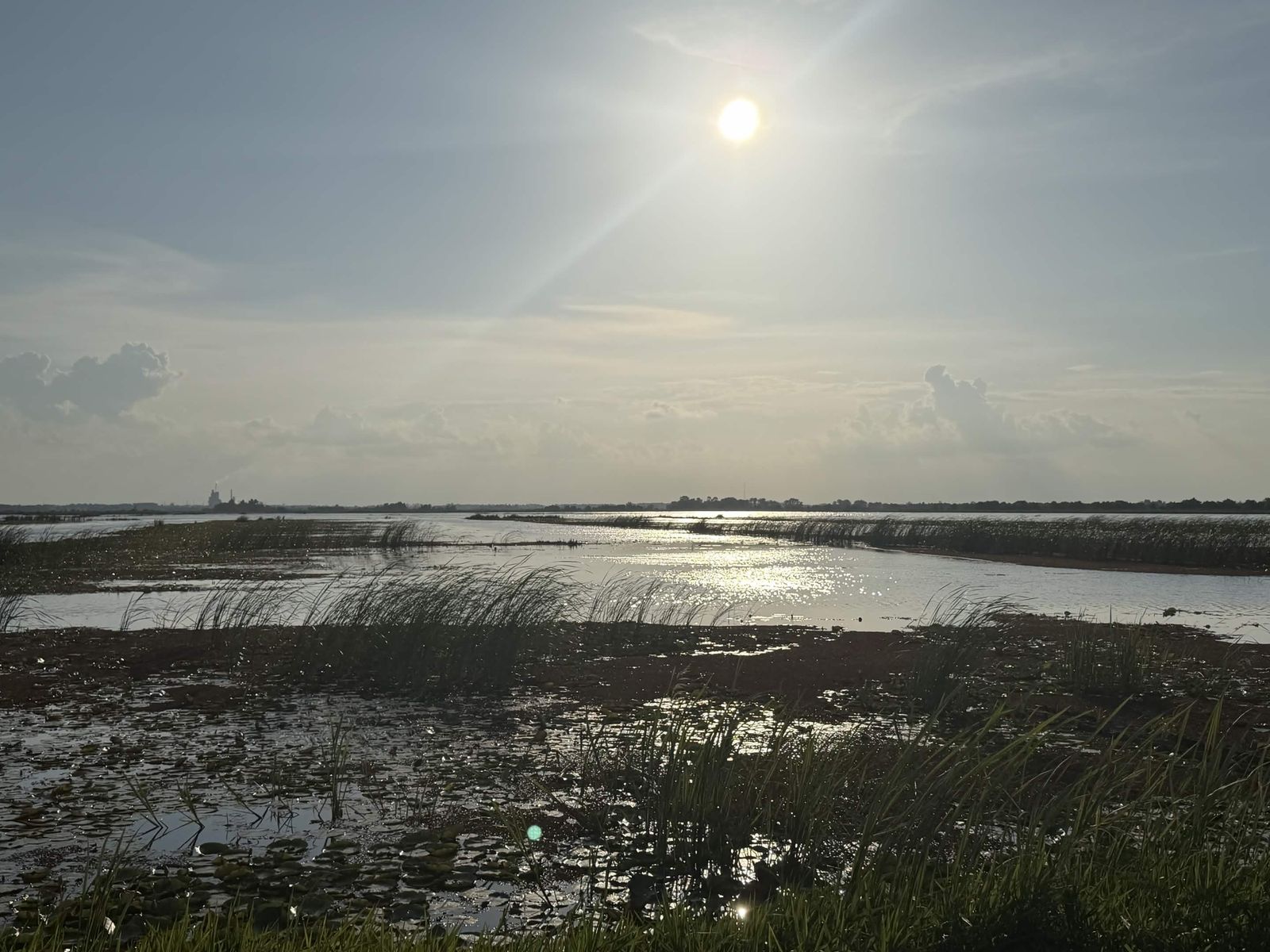 Broad marsh landscape with water channels and lily pads