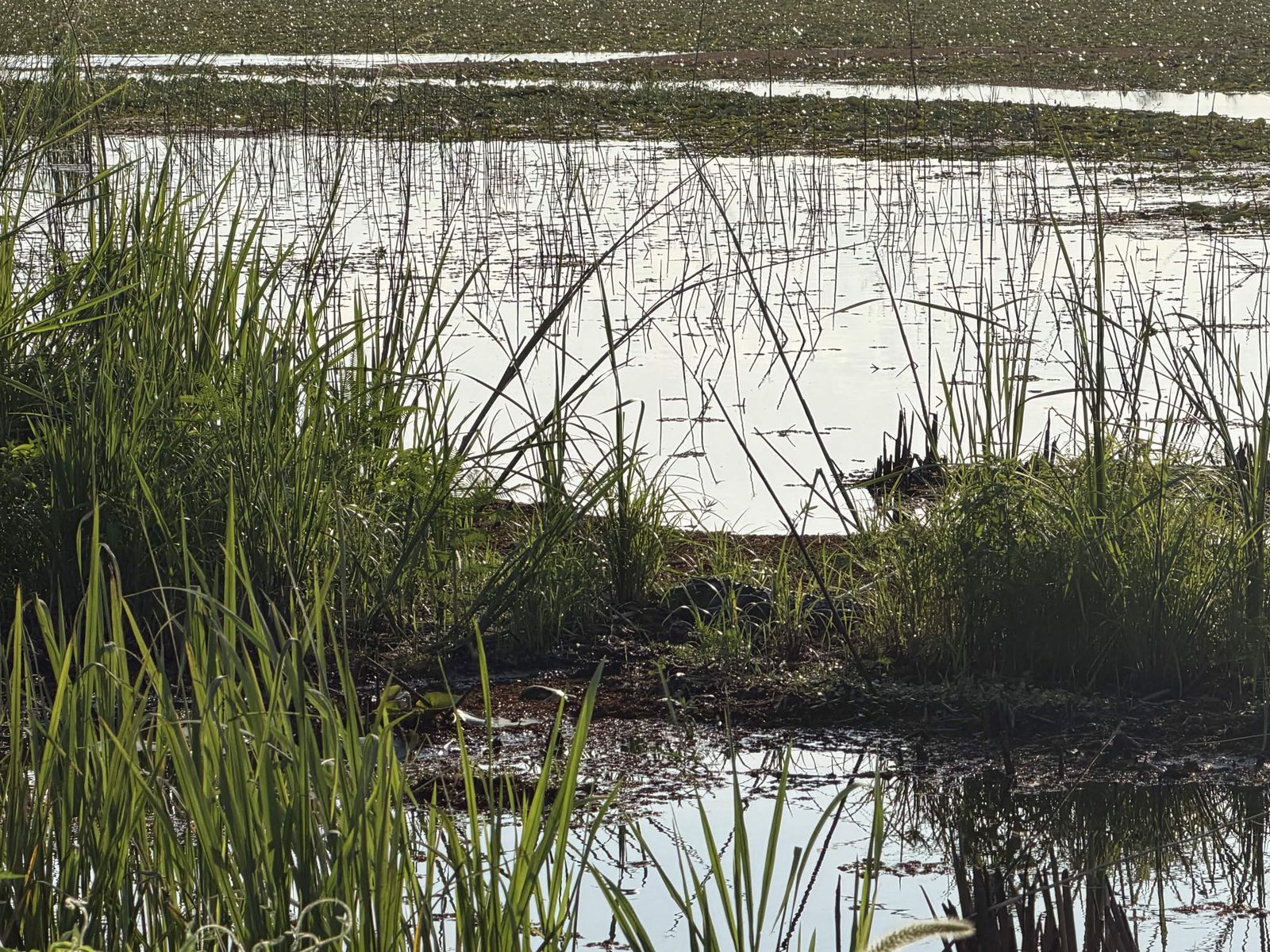 Quiet wetland pool with tall marsh grasses