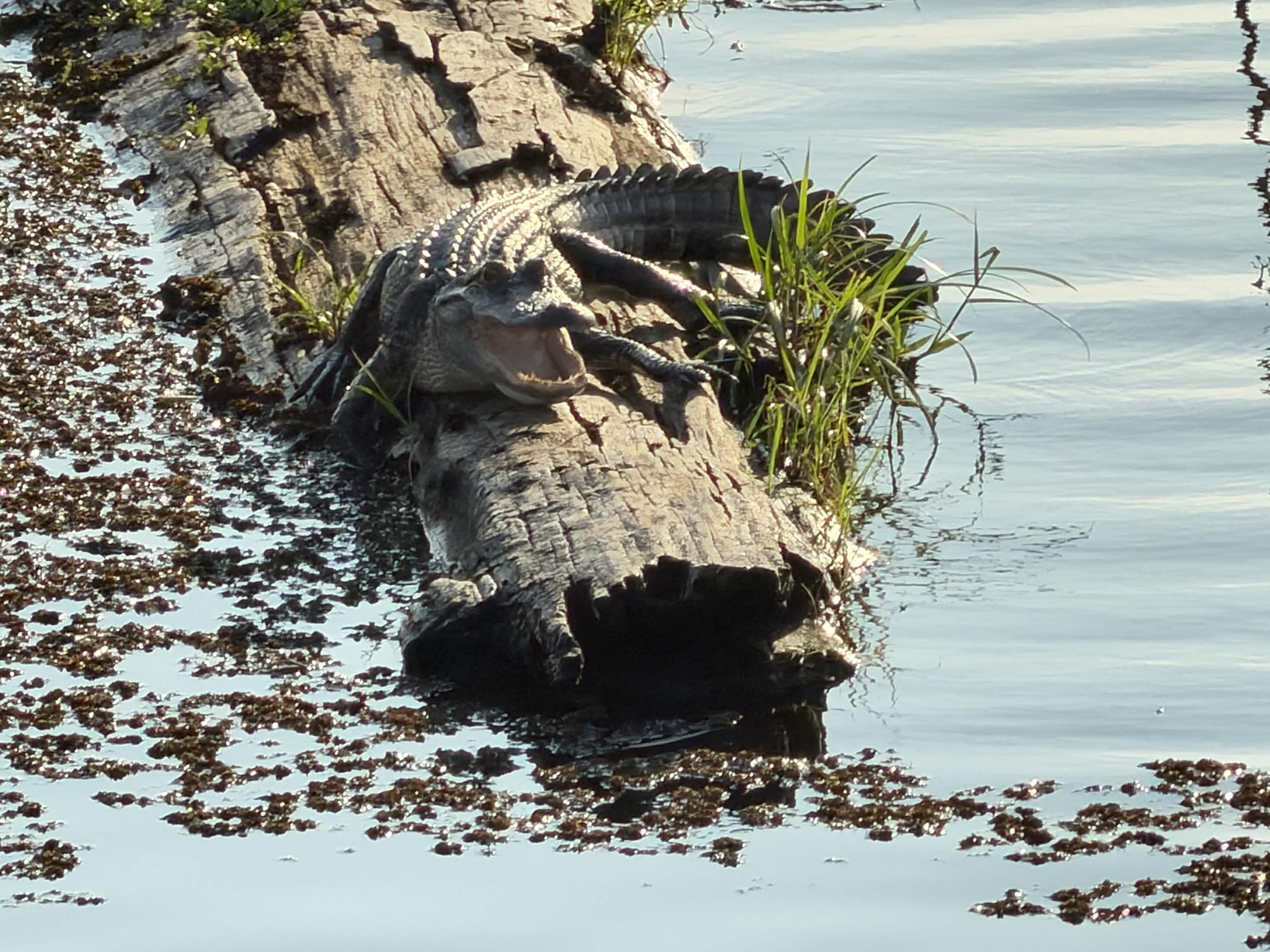 Close-up of an alligator basking on a log