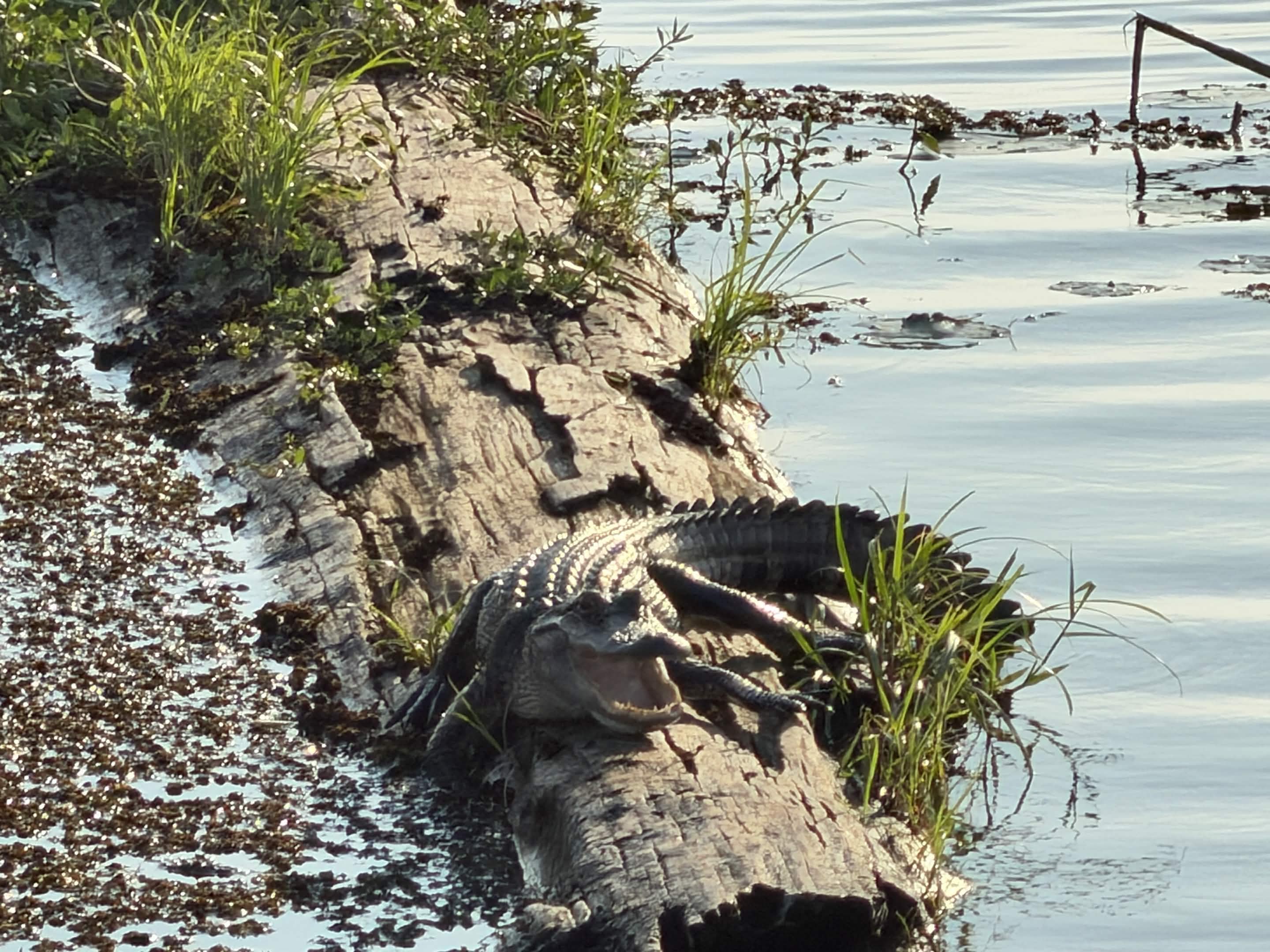 Alligator sunning on a log surrounded by marsh grasses