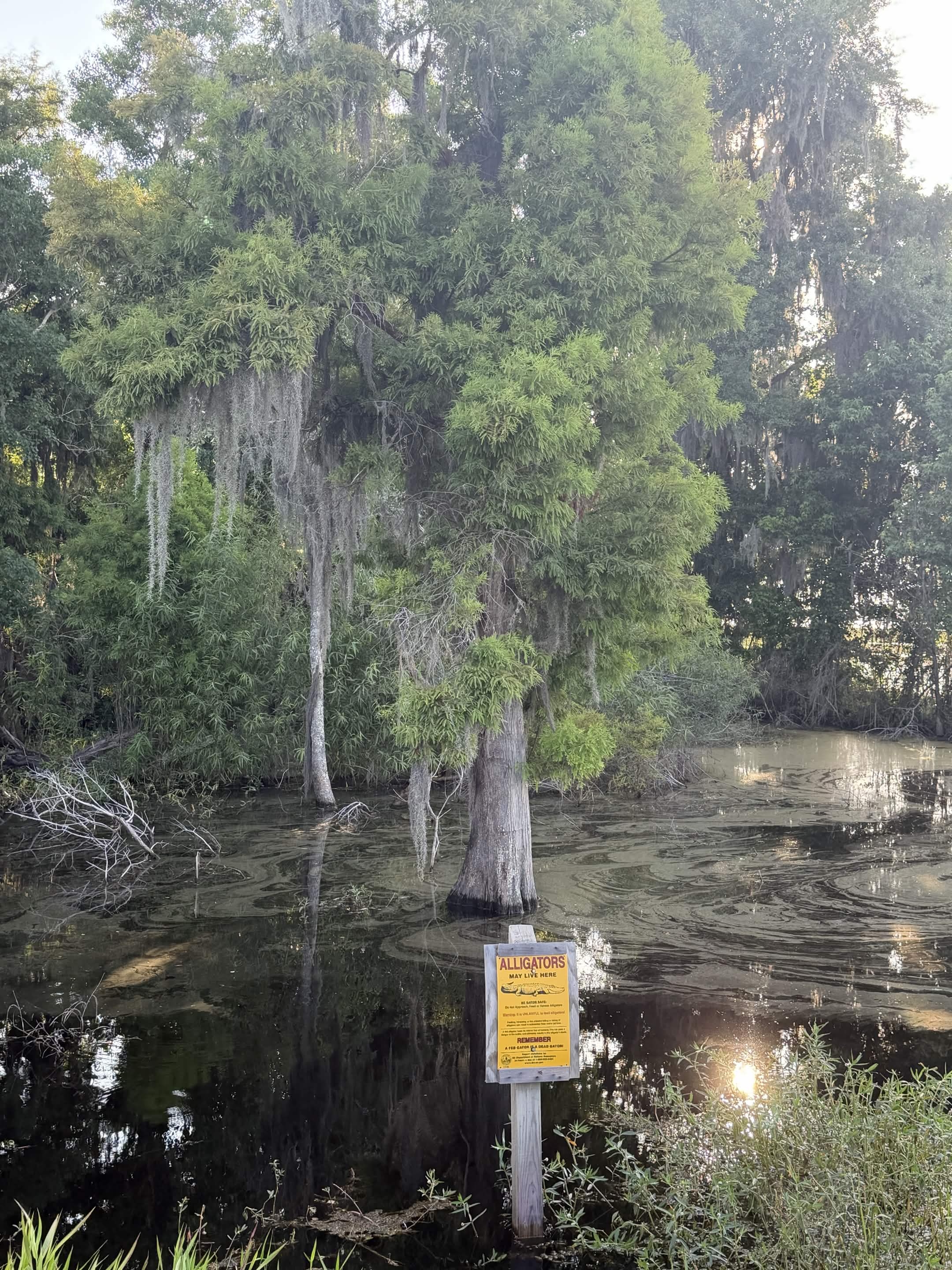 Alligator warning sign beside dark swamp water