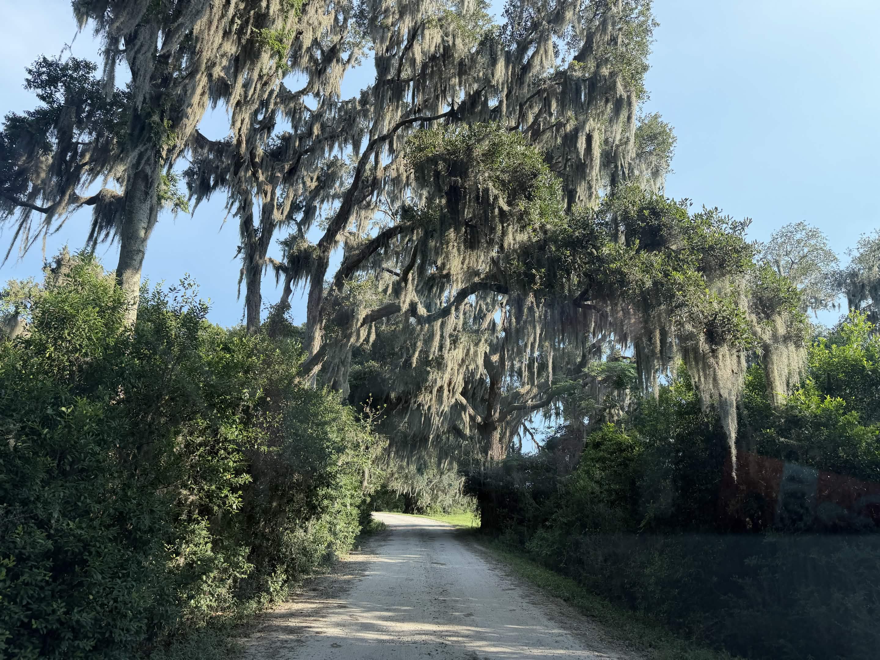Live oaks arching over the wildlife drive with Spanish moss