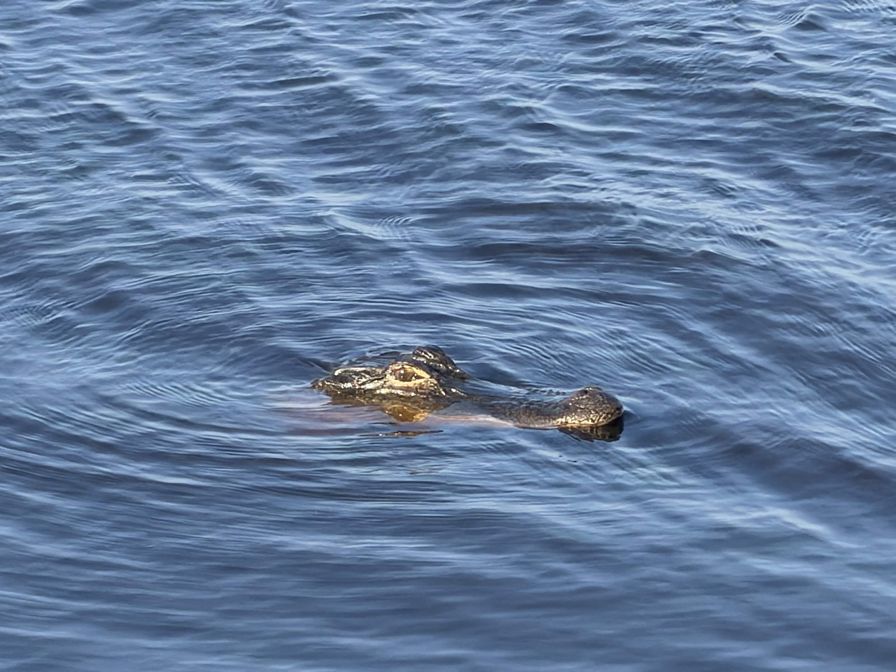 Alligator swimming across open water