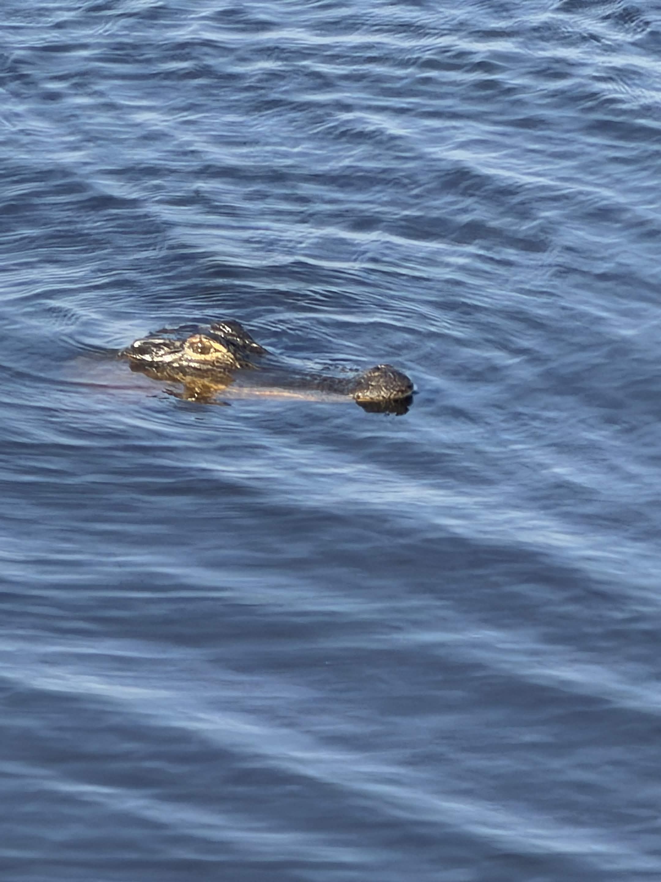 Alligator swimming through rippled blue water