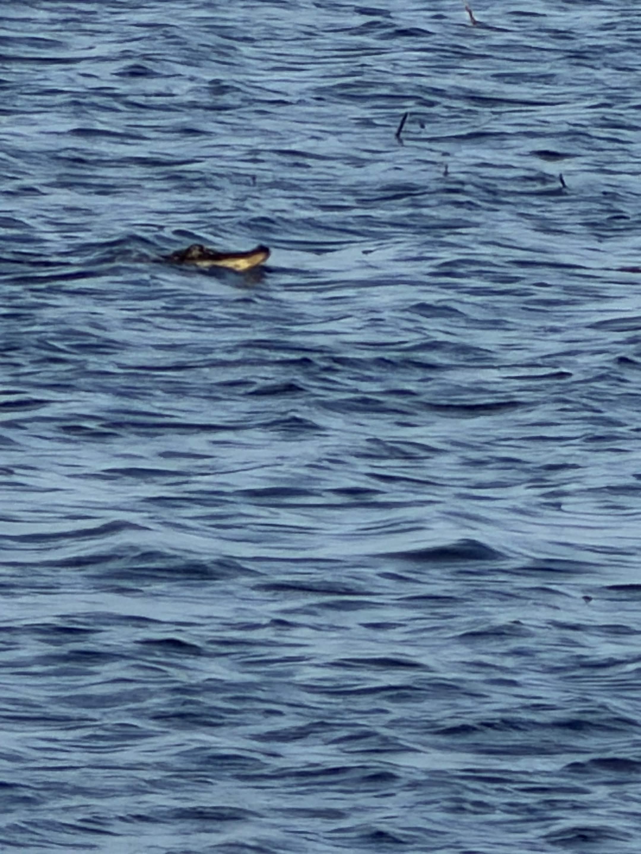 Distant alligator just breaking the water surface