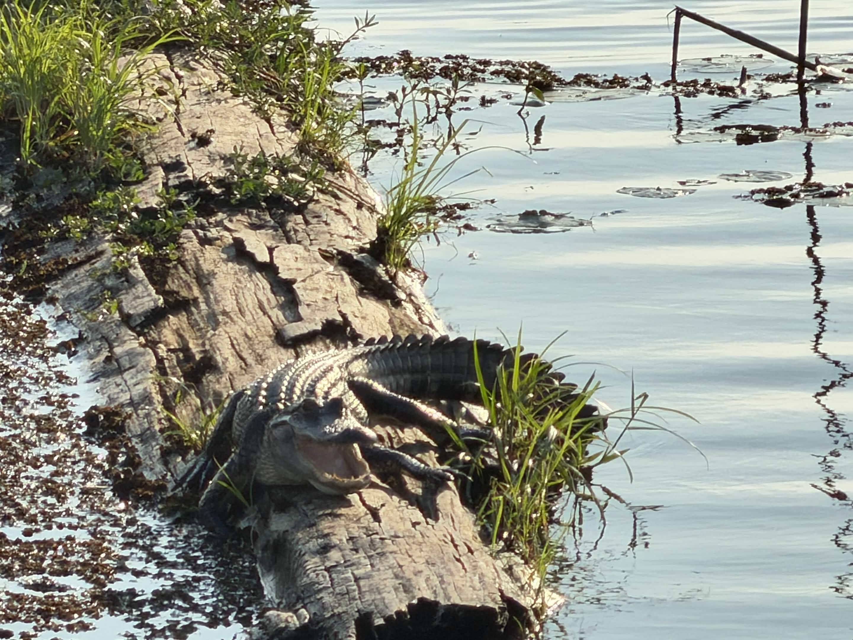 Alligator on a log with mouth open, calm reflective water beside it