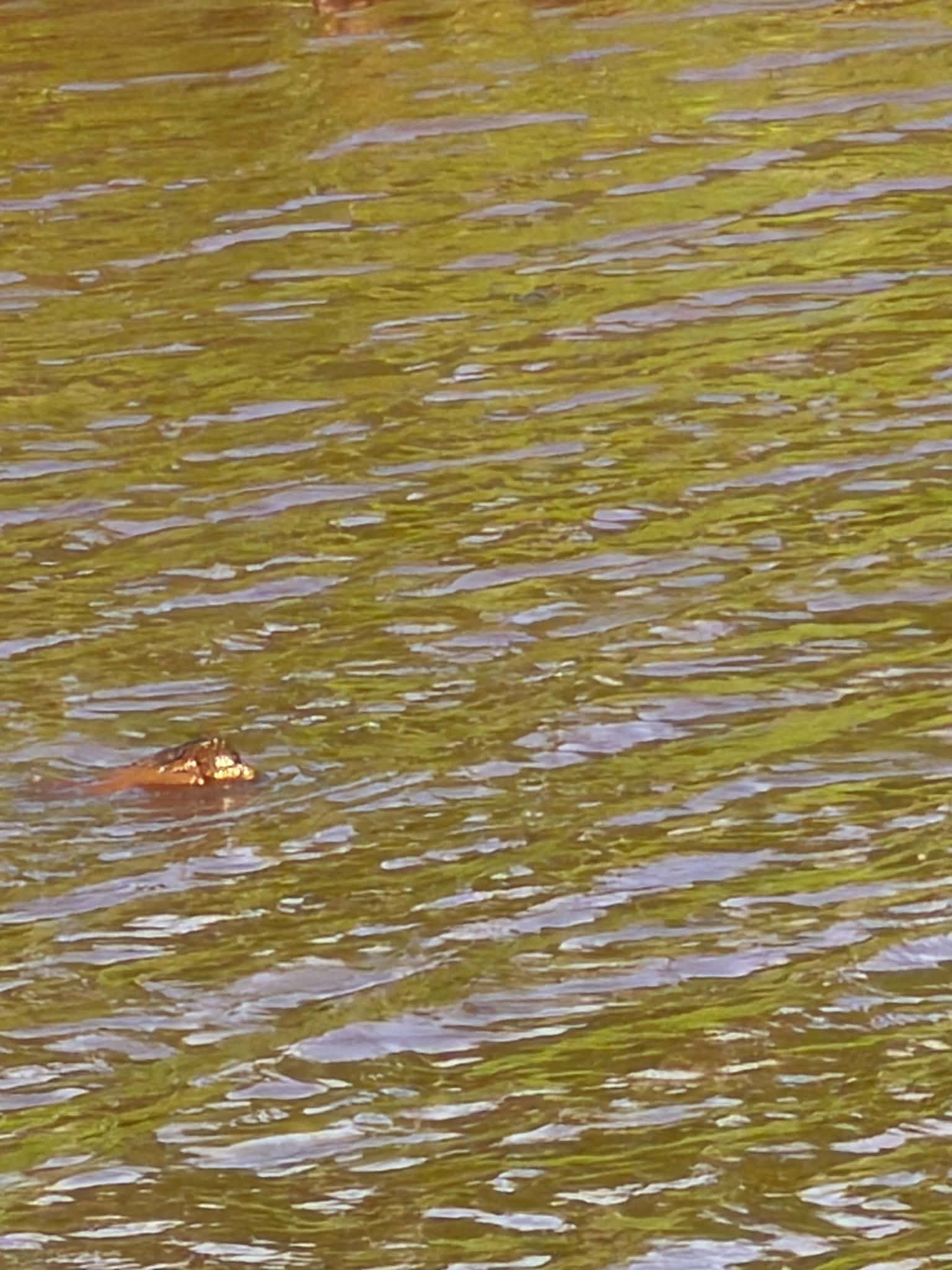 Alligator eyes and snout barely breaking the surface of murky green water
