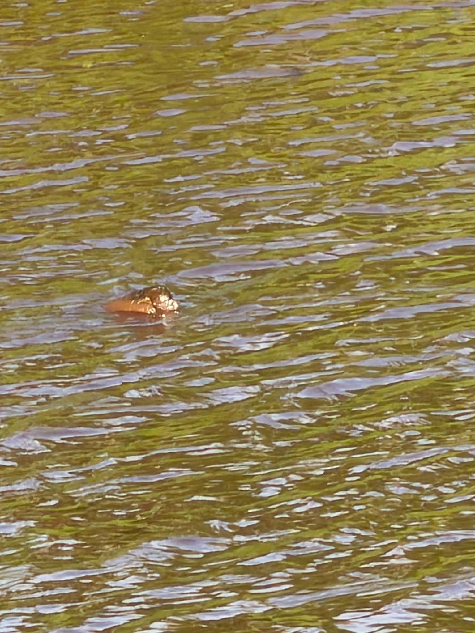 Close-up of alligator head poking through brownish-green wetland water