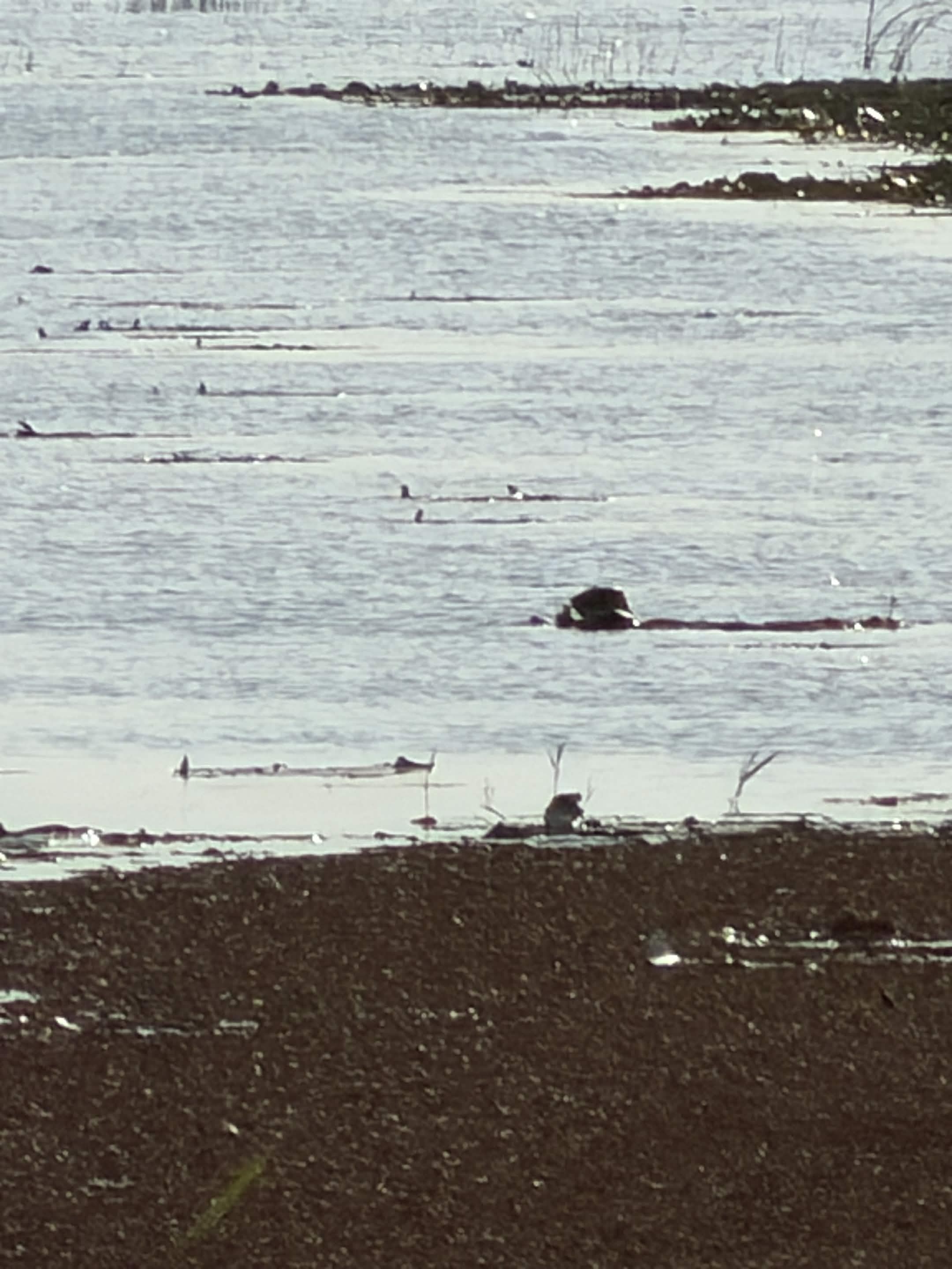 Close-up of marsh water with floating debris and small dark shapes breaking the surface