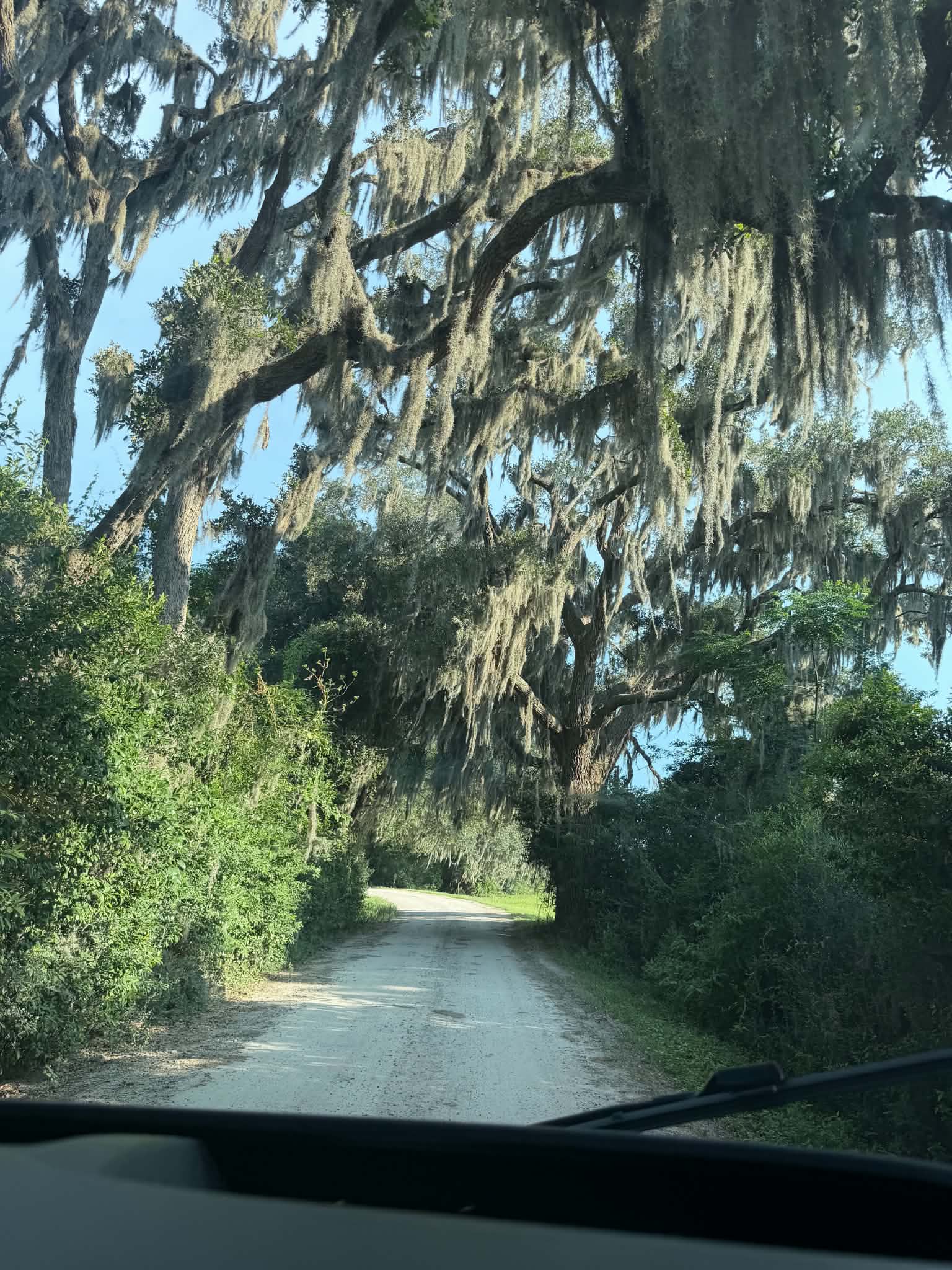 Sandy refuge road curving through live oaks with Spanish moss canopy